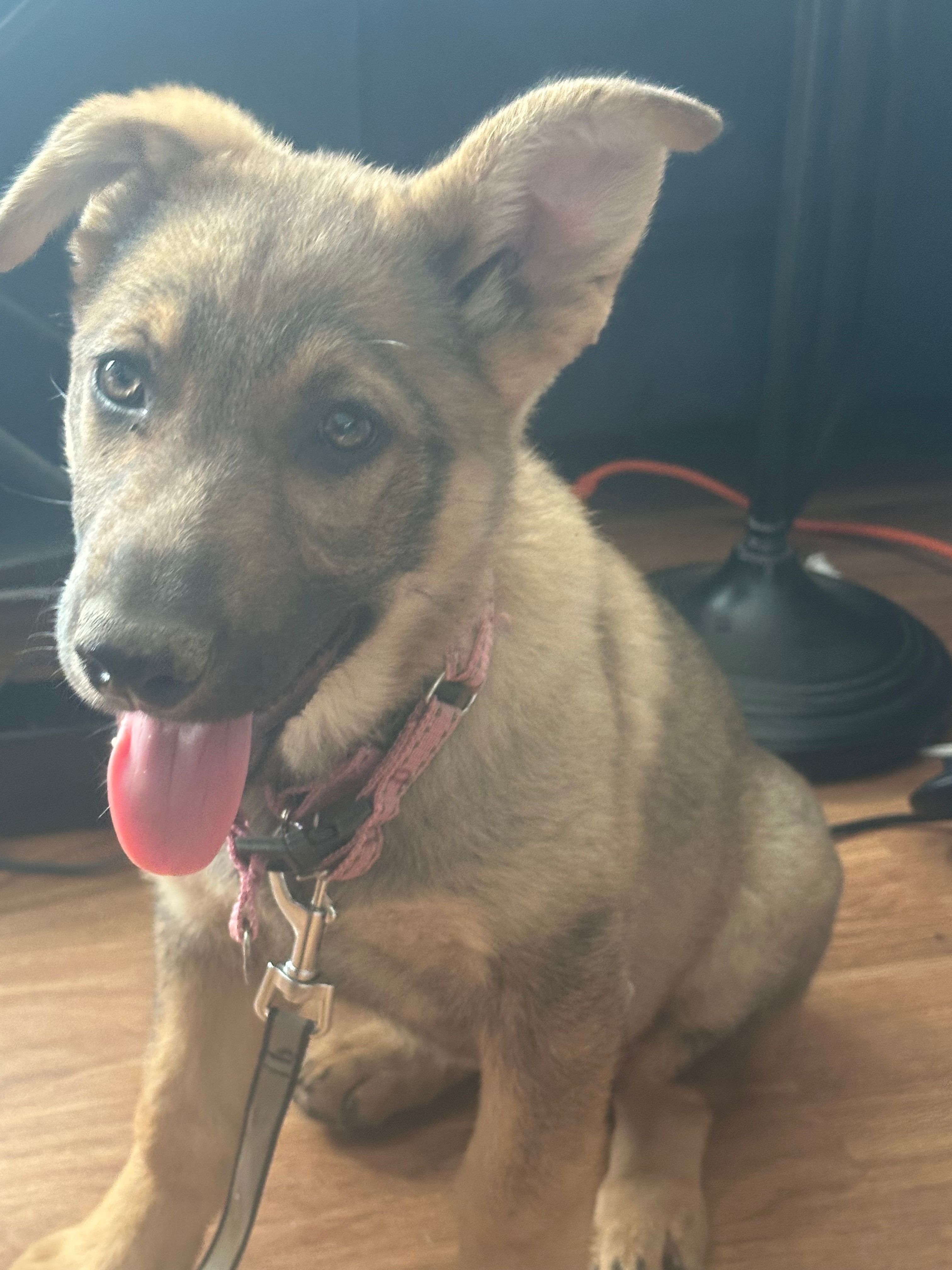 Coco – German Shepherd Dog puppy for sale in Peoria, IL