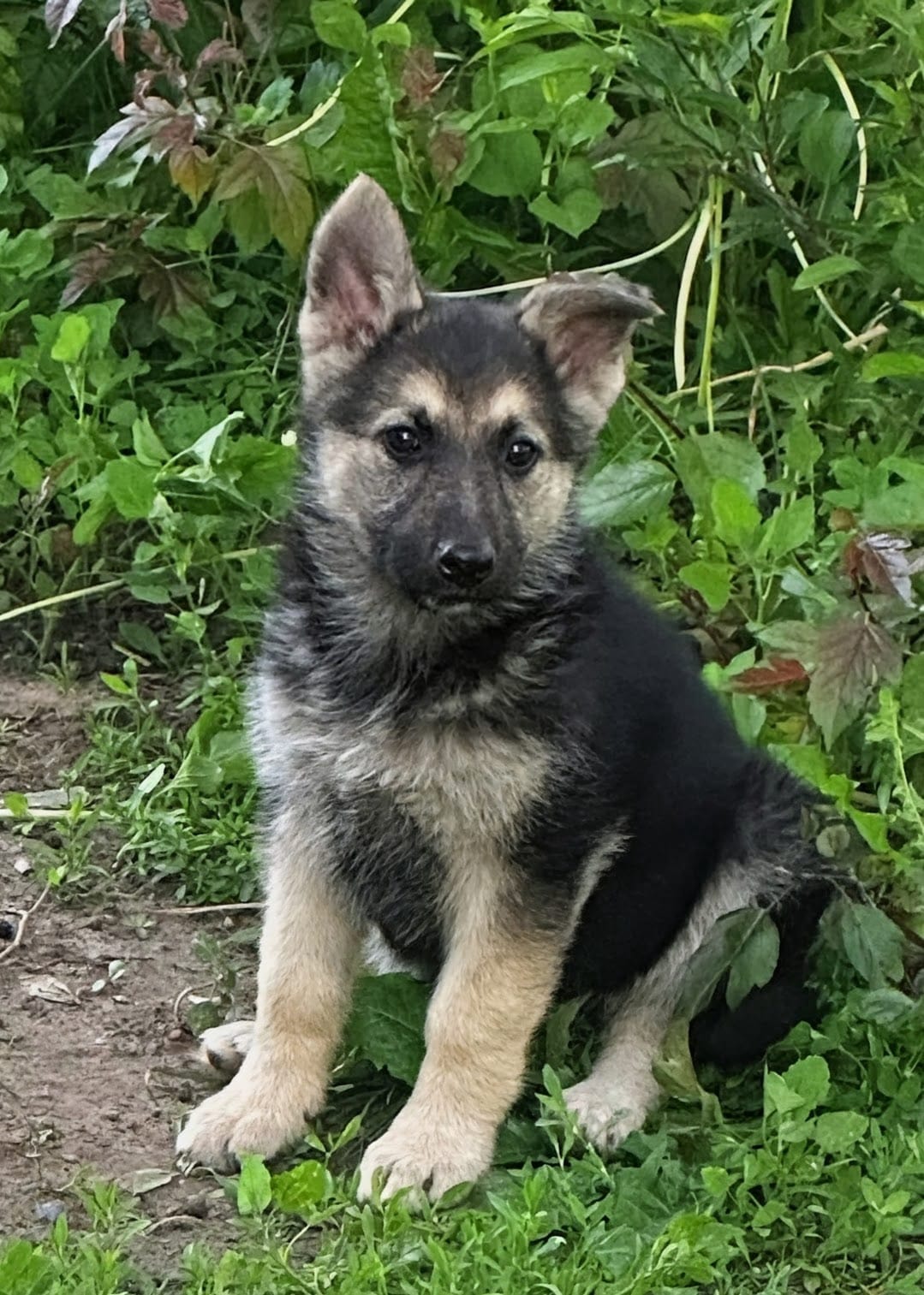 Princess – German Shepherd Dog puppy for sale in Peoria, IL