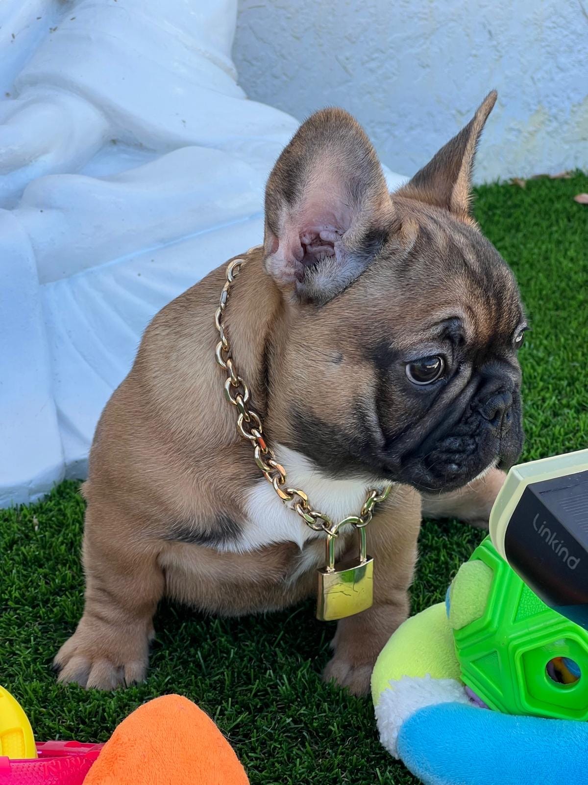 LILO – French Bulldog puppy for sale in Fort Myers, FL