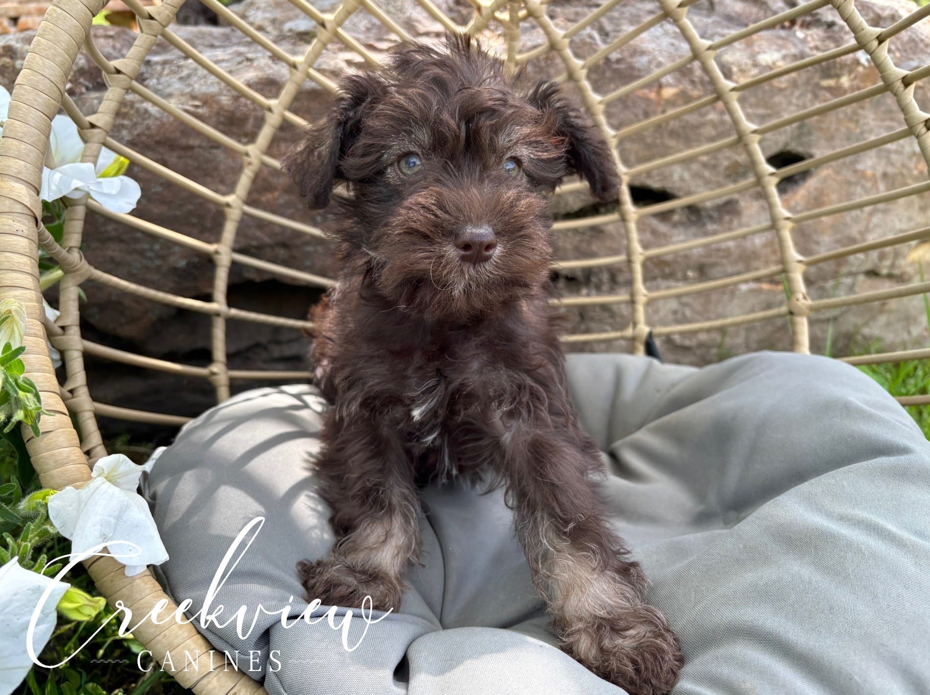 Matilda – Miniature Schnauzer puppy for sale in Niangua, MO