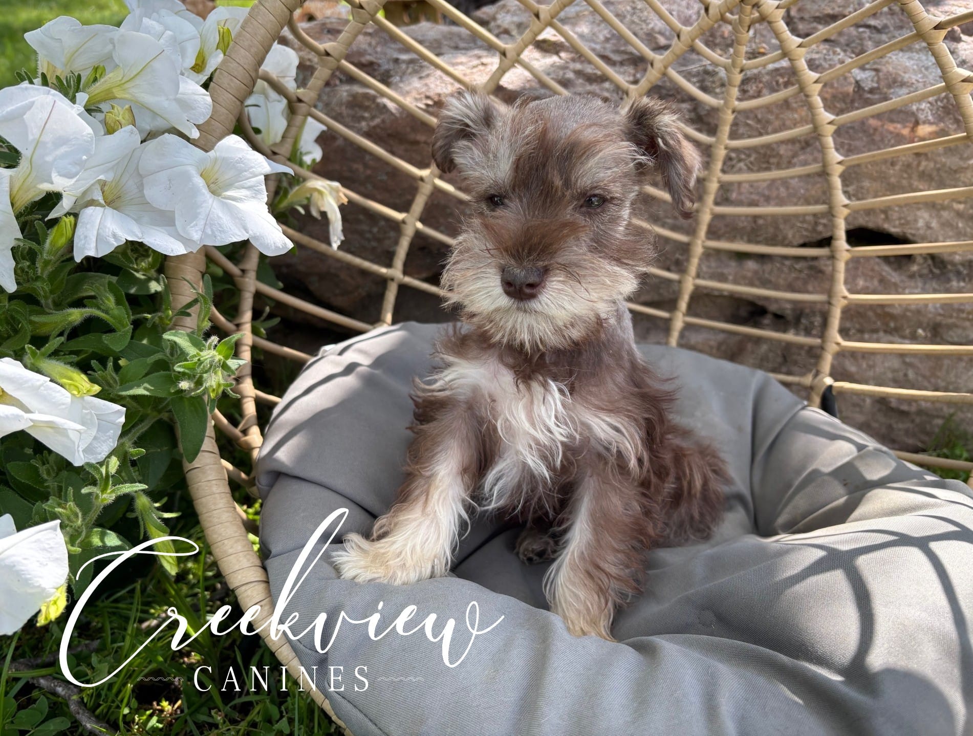 Bitsy – Miniature Schnauzer puppy for sale in Niangua, MO