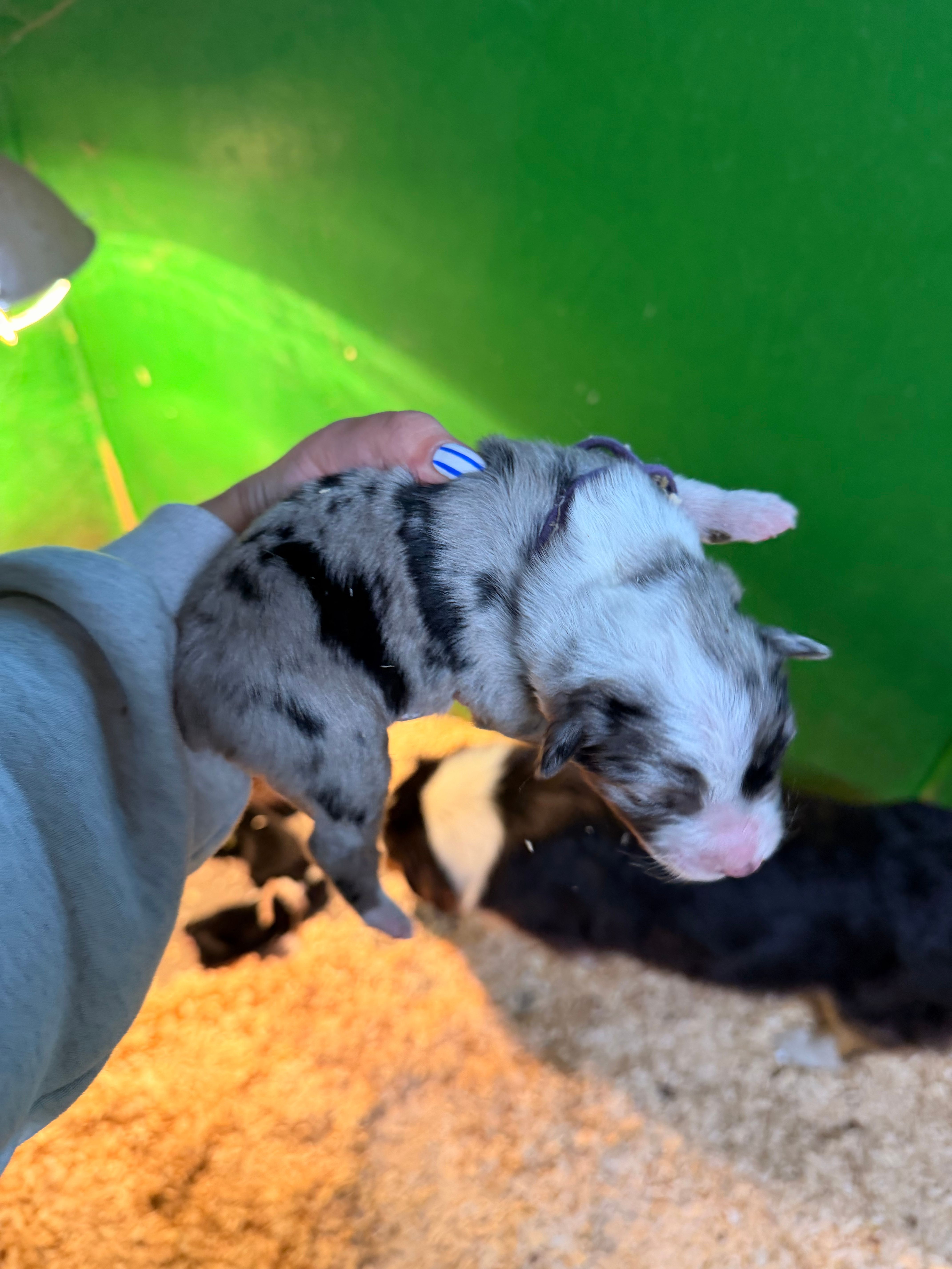 Purple – Australian Shepherd puppy for sale in Minden City, MI