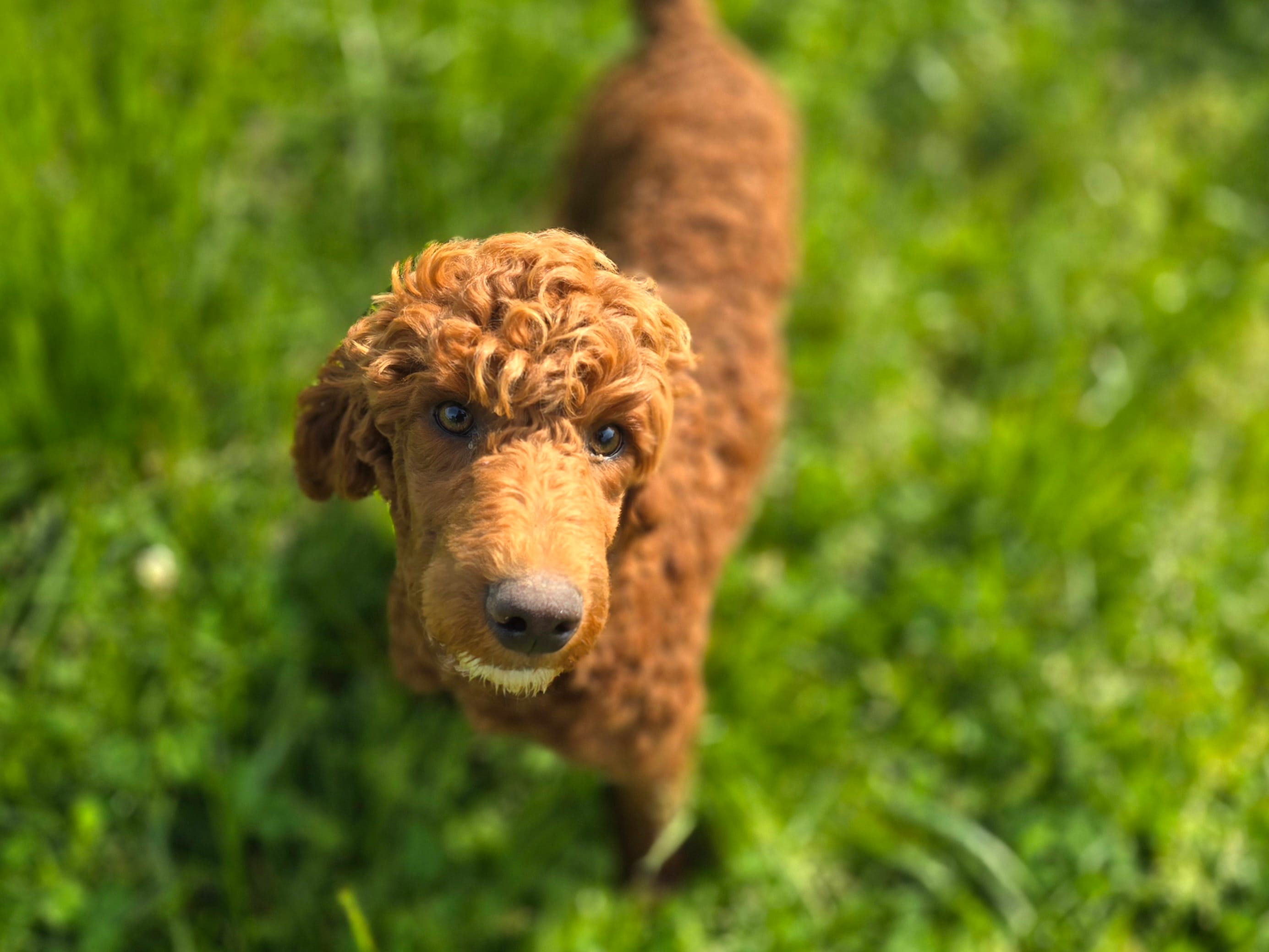 Spankie – Poodle - Miniature  puppy for sale in Galena, MO