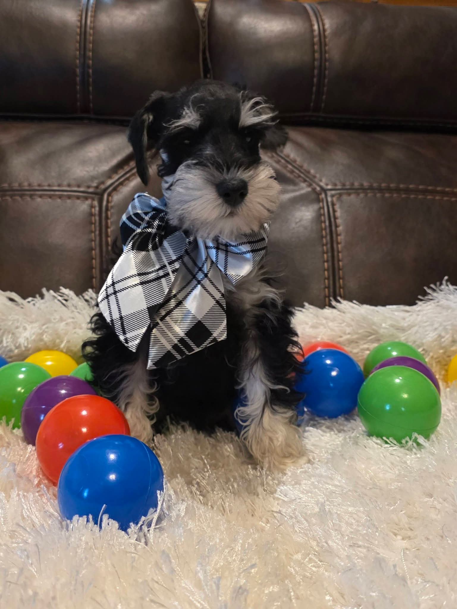 AKC Boy 1 Black & Silver – Miniature Schnauzer puppy for sale in Owasso, OK