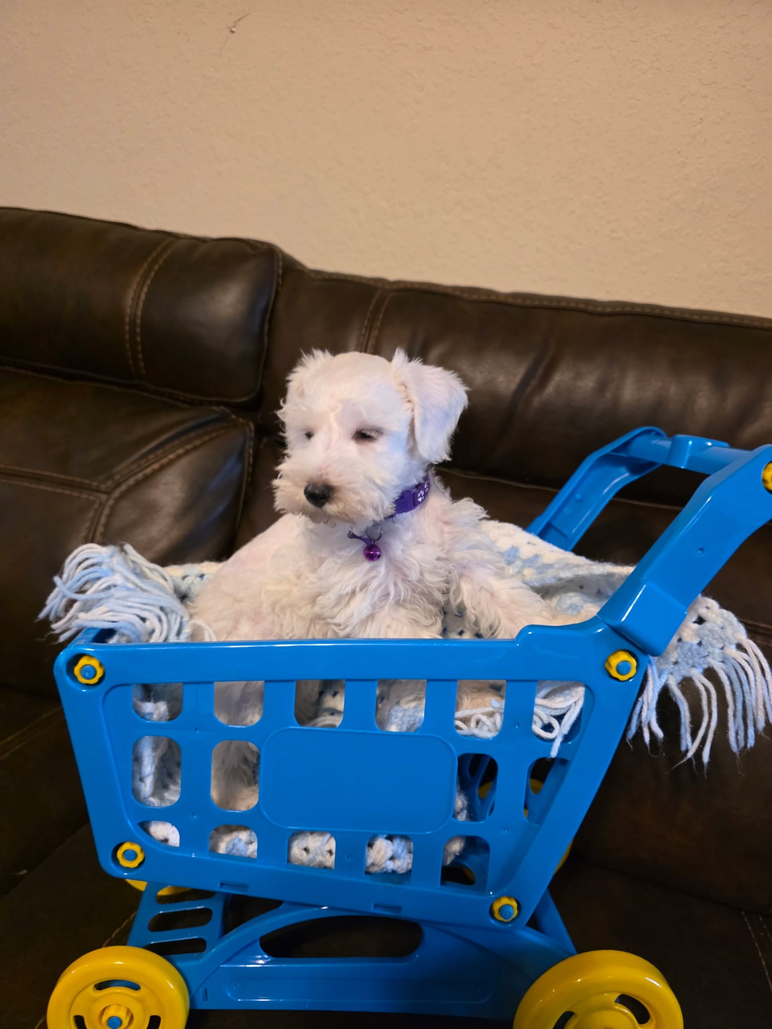 AKC Girl 2 White w/ Blue Eyes – Miniature Schnauzer puppy for sale in Owasso, OK