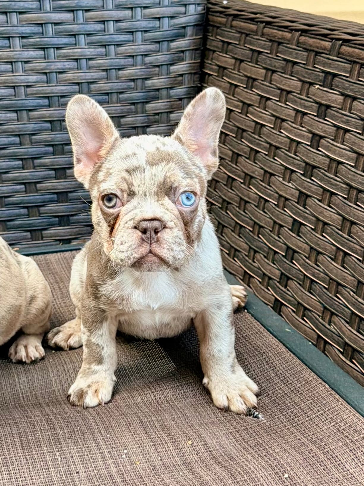 Honey – French Bulldog puppy for sale in Toms River, NJ