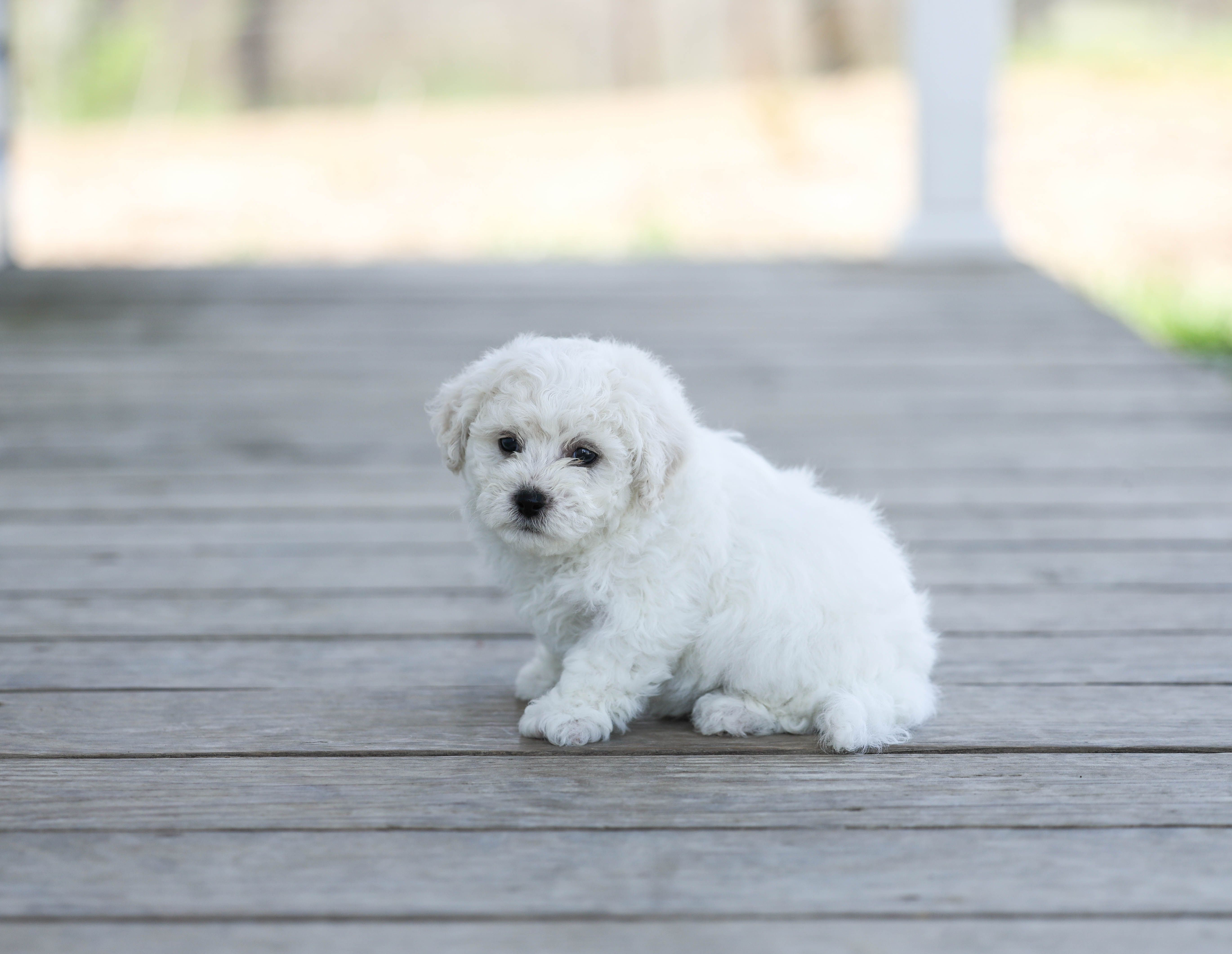 AKC Gunnison – Bichon Frise puppy for sale in Campbell Hill, IL