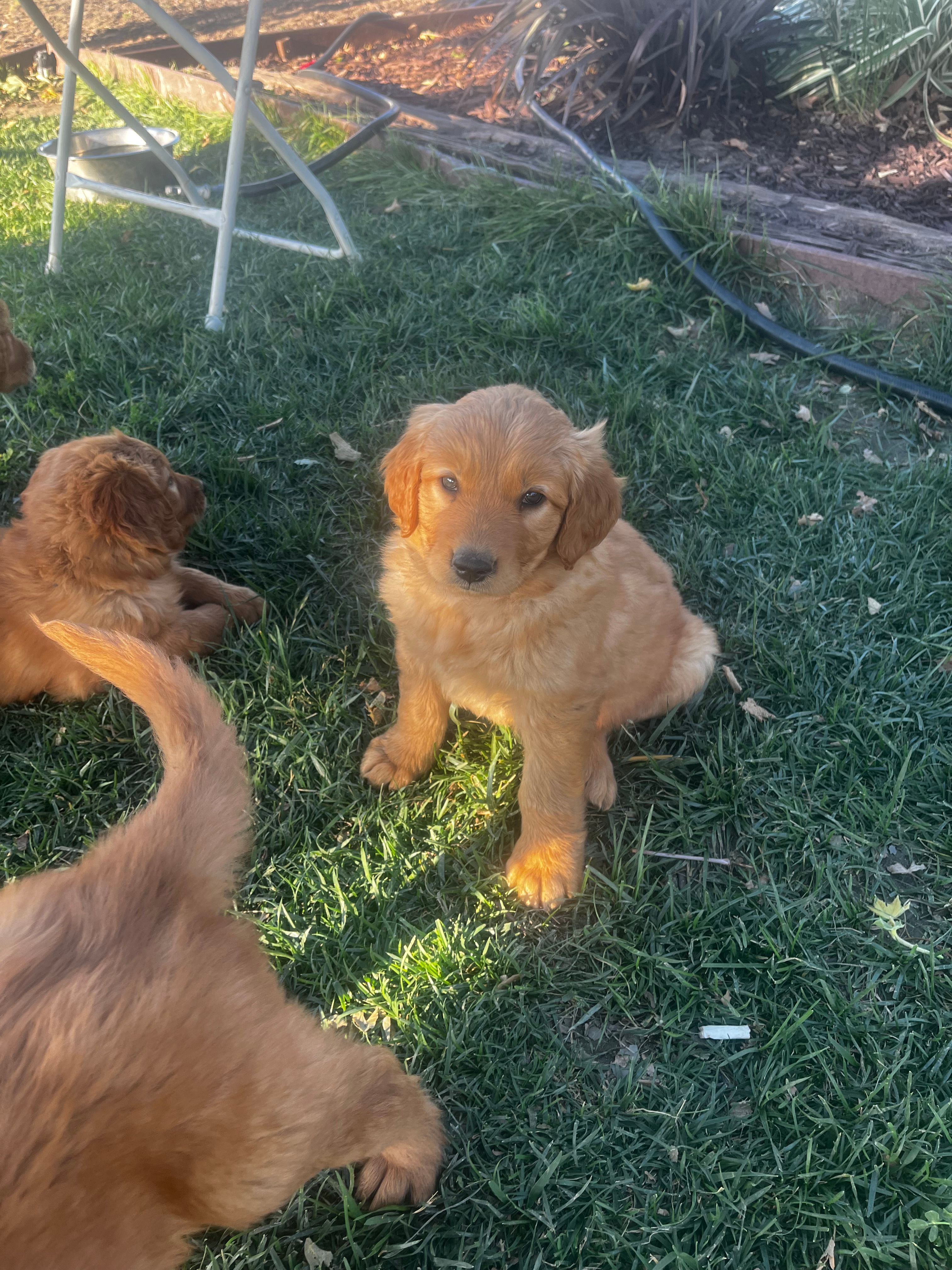 Golden baby – Golden Retriever puppy for sale in San Jacinto, CA