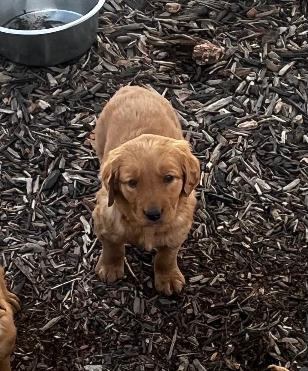 Golden baby – Golden Retriever puppy for sale in San Jacinto, CA