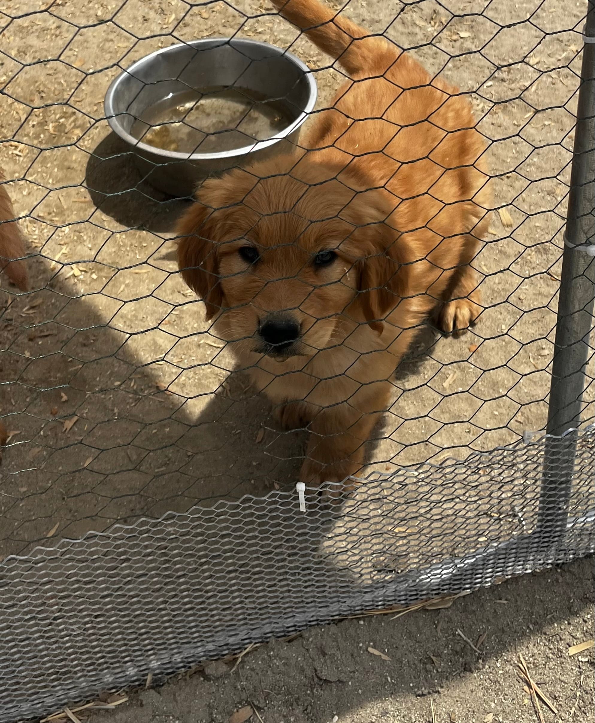 Golden baby – Golden Retriever puppy for sale in San Jacinto, CA