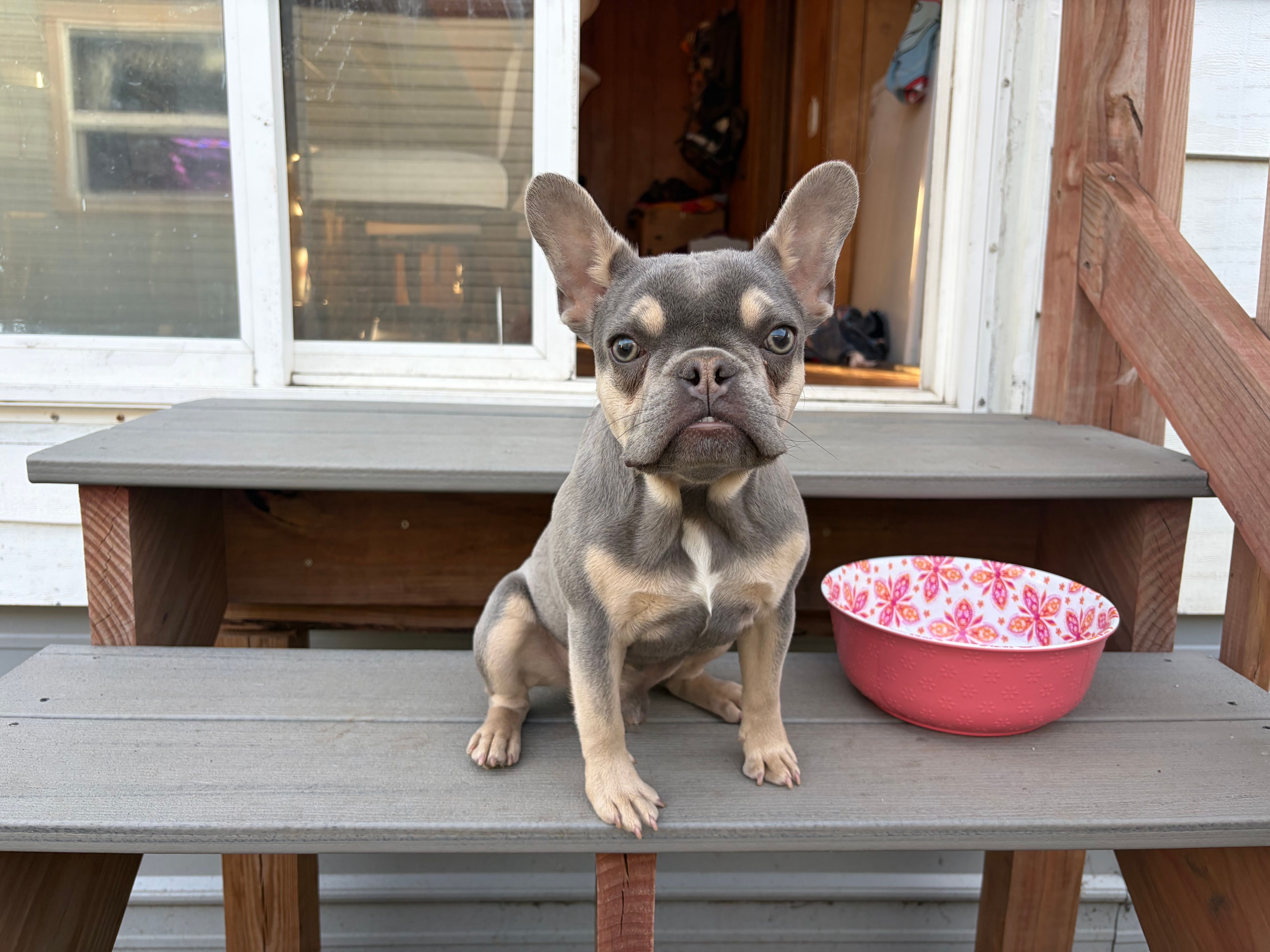 Tyson – French Bulldog puppy for sale in Great Falls, MT