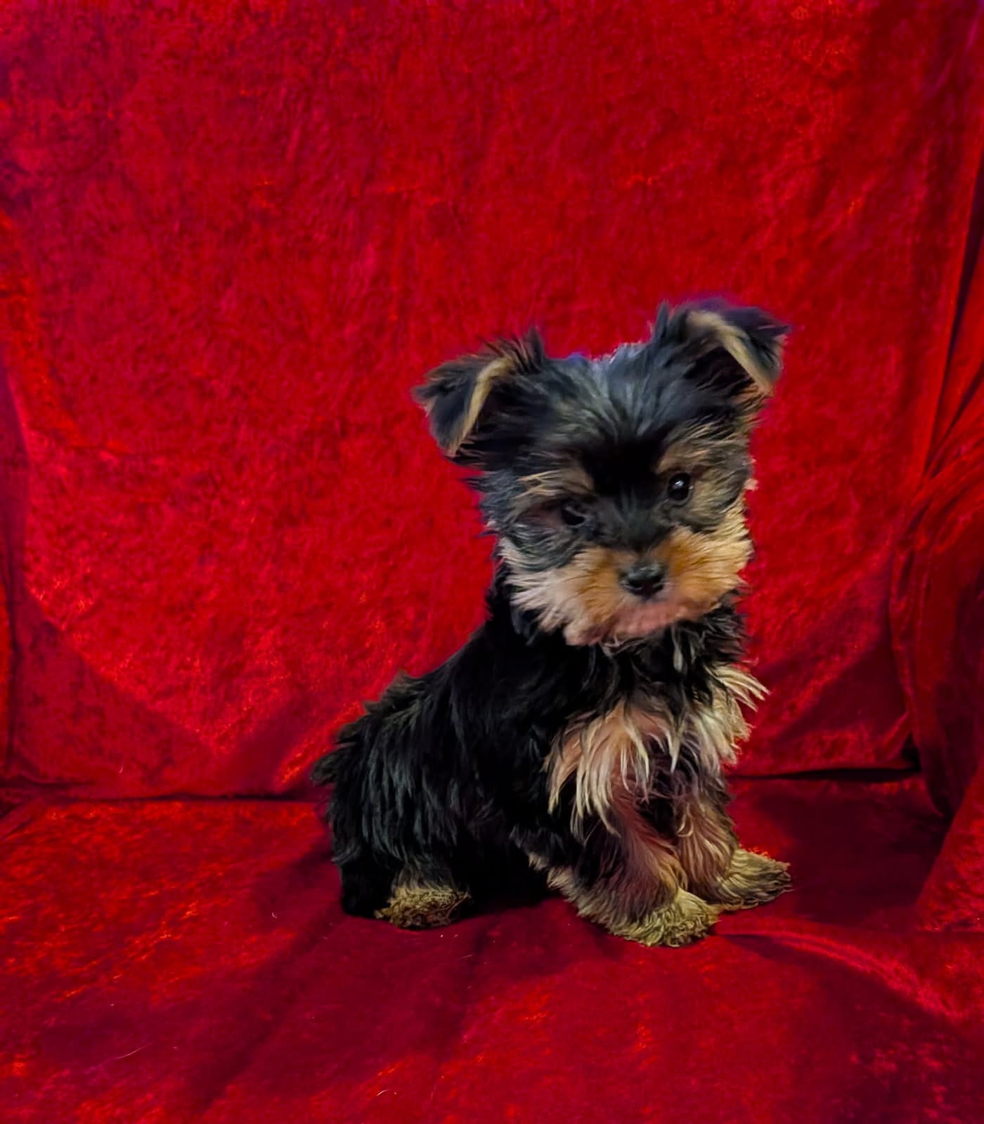 Bea – Yorkshire Terrier puppy for sale in Gaffney, SC
