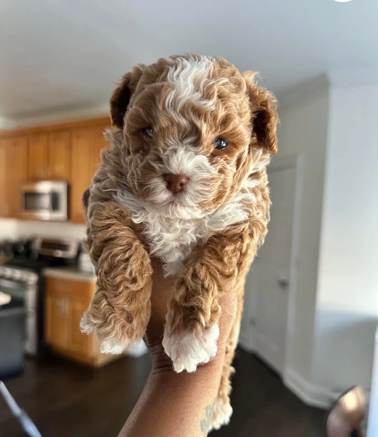 New puppy litter  – Poodle - Toy  puppy for sale in Kennesaw, GA