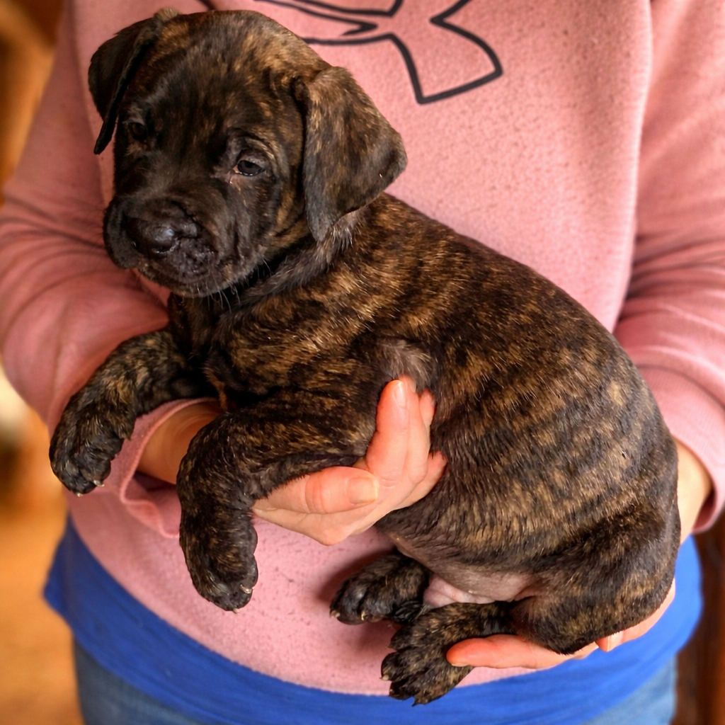 Lucas – Perro de Presa Canario puppy for sale in Anson, ME