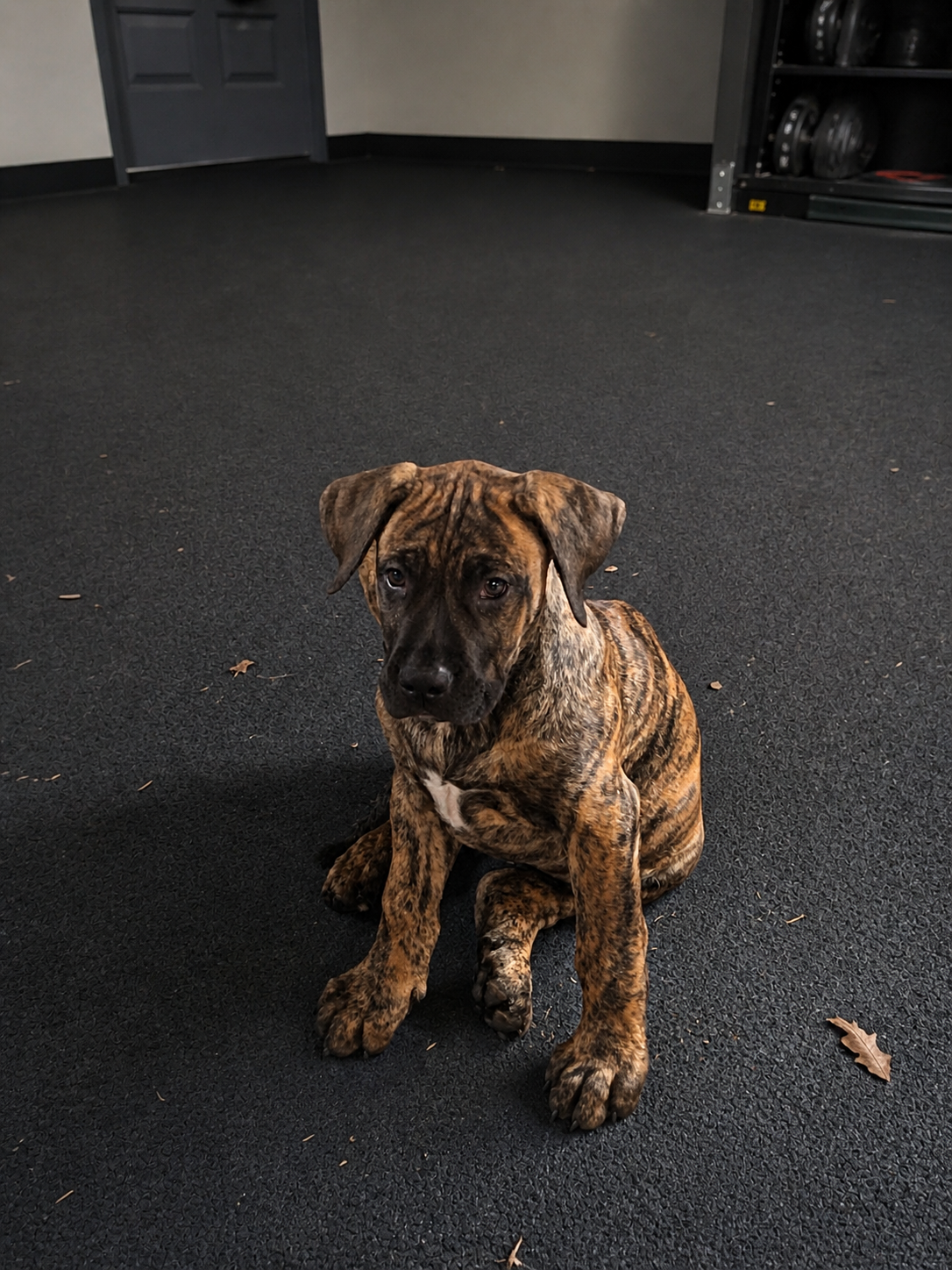 Max – Perro de Presa Canario puppy for sale in Anson, ME