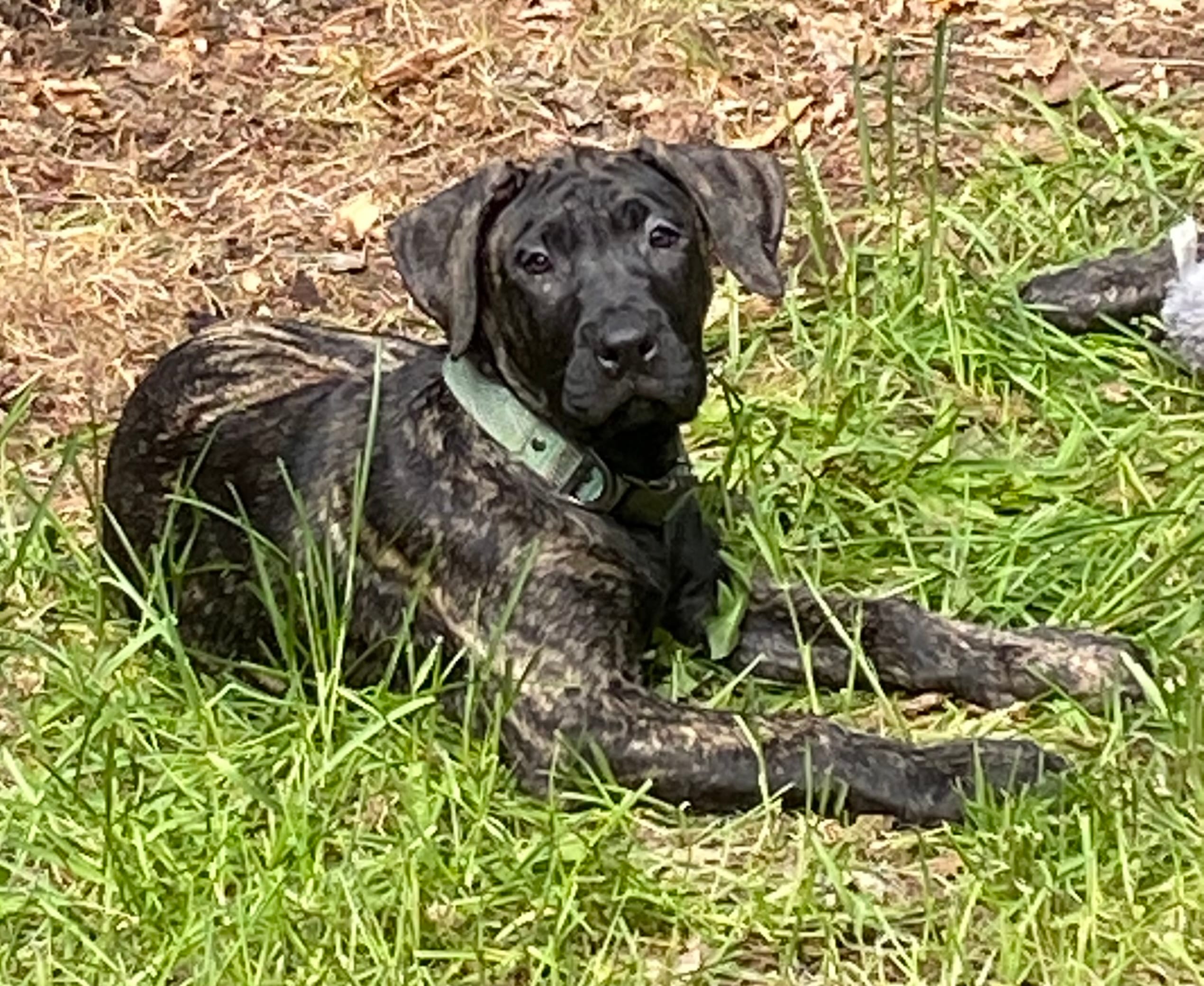 Ebony – Perro de Presa Canario puppy for sale in Anson, ME