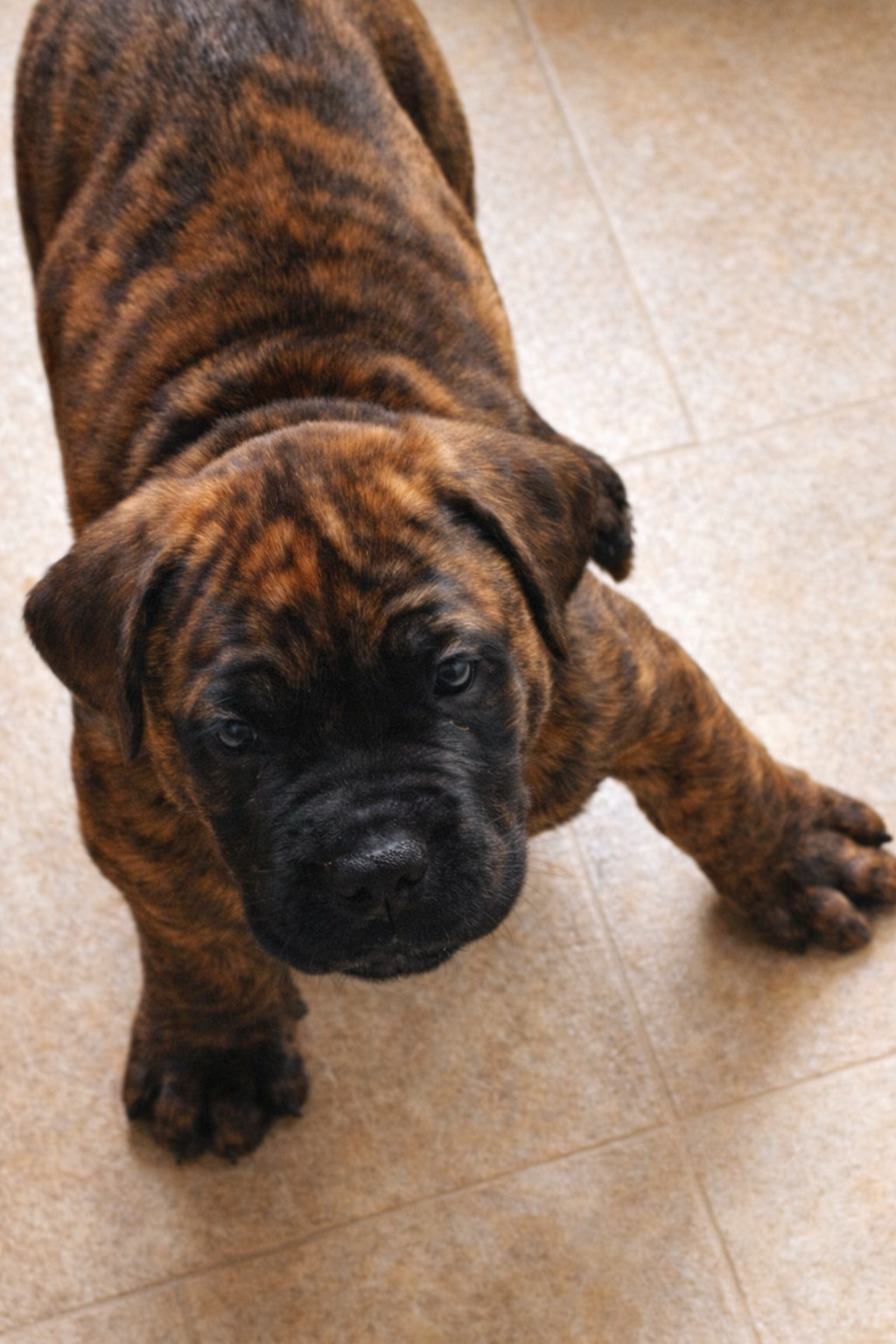 DIesel – Perro de Presa Canario puppy for sale in Anson, ME