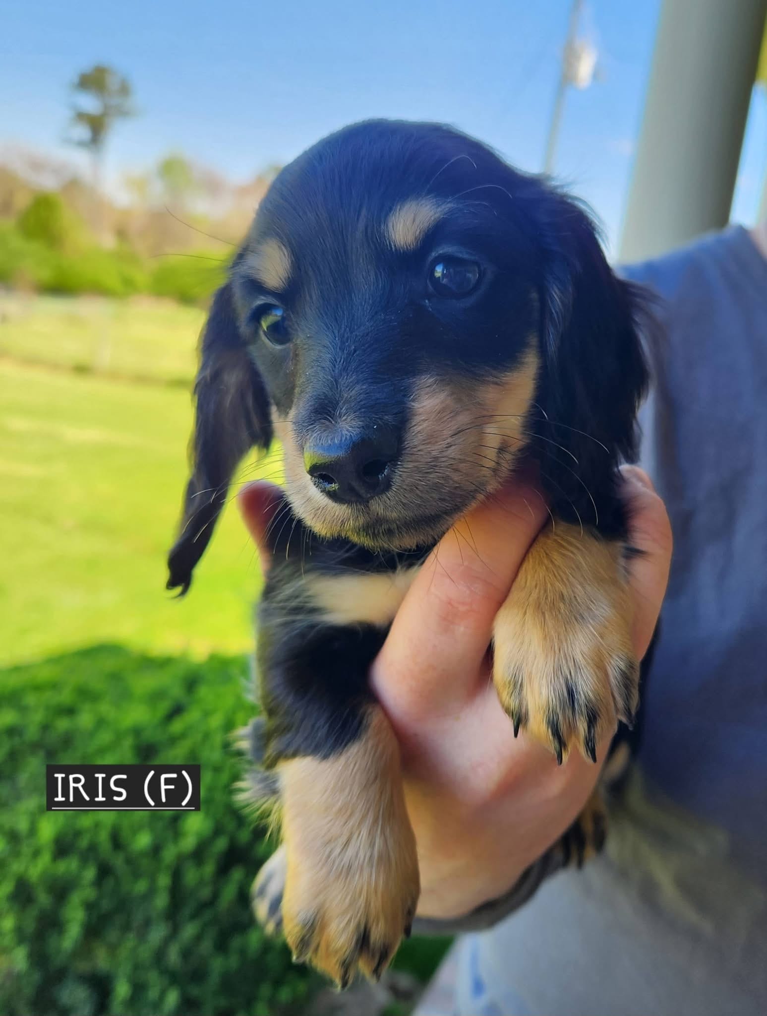 Iris – Miniature Dachshund puppy for sale in Gainesville, GA