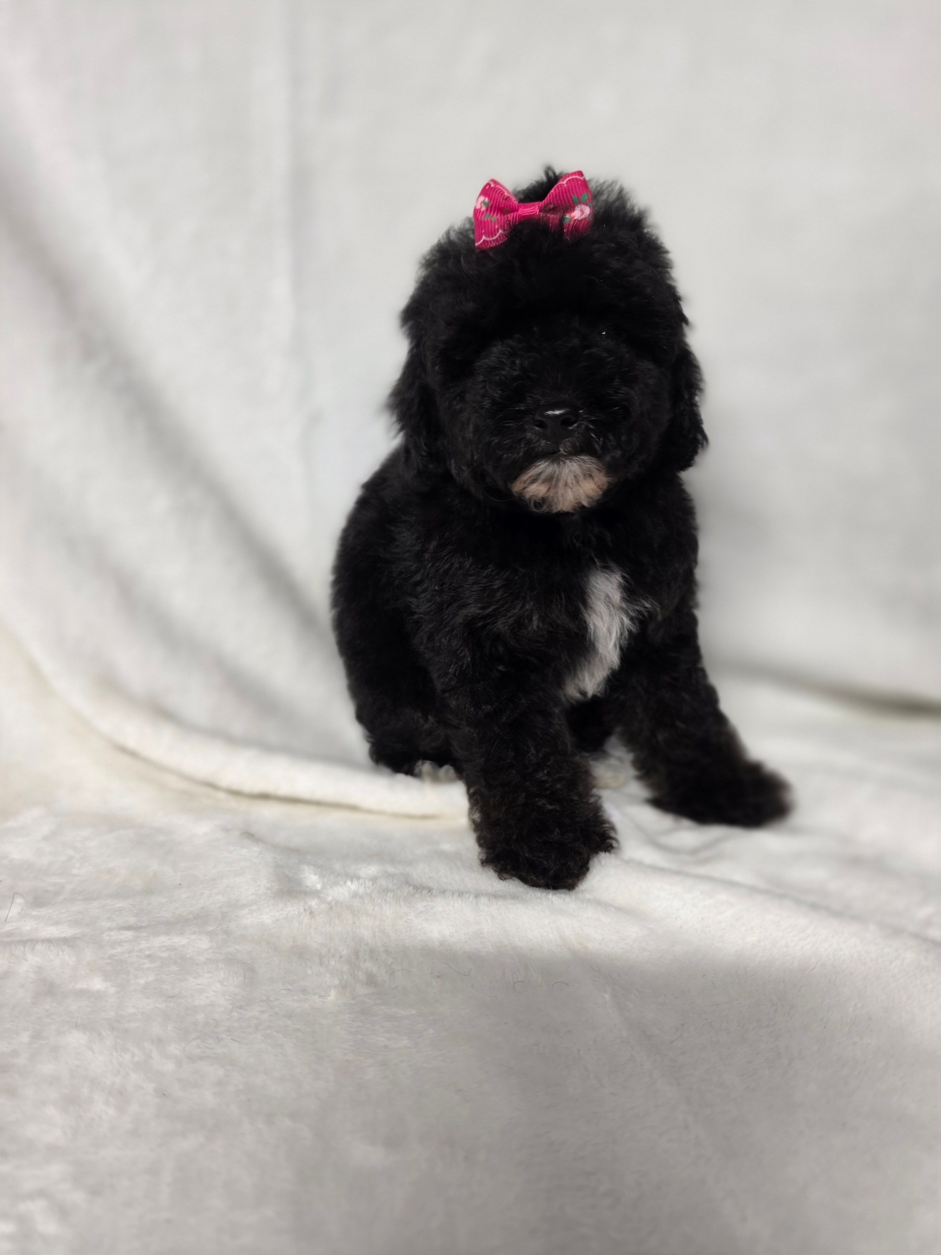Onyx – Poodle - Toy  puppy for sale in Dadeville, AL