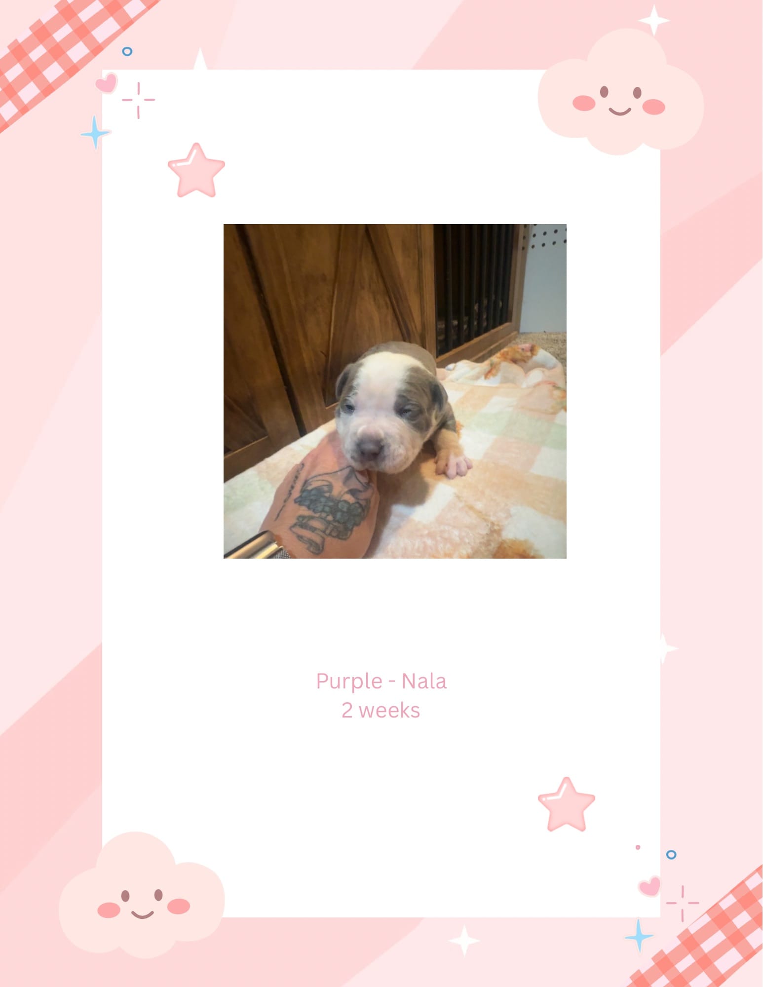 Purple collar- Nala – American Bully puppy for sale in Roy, WA
