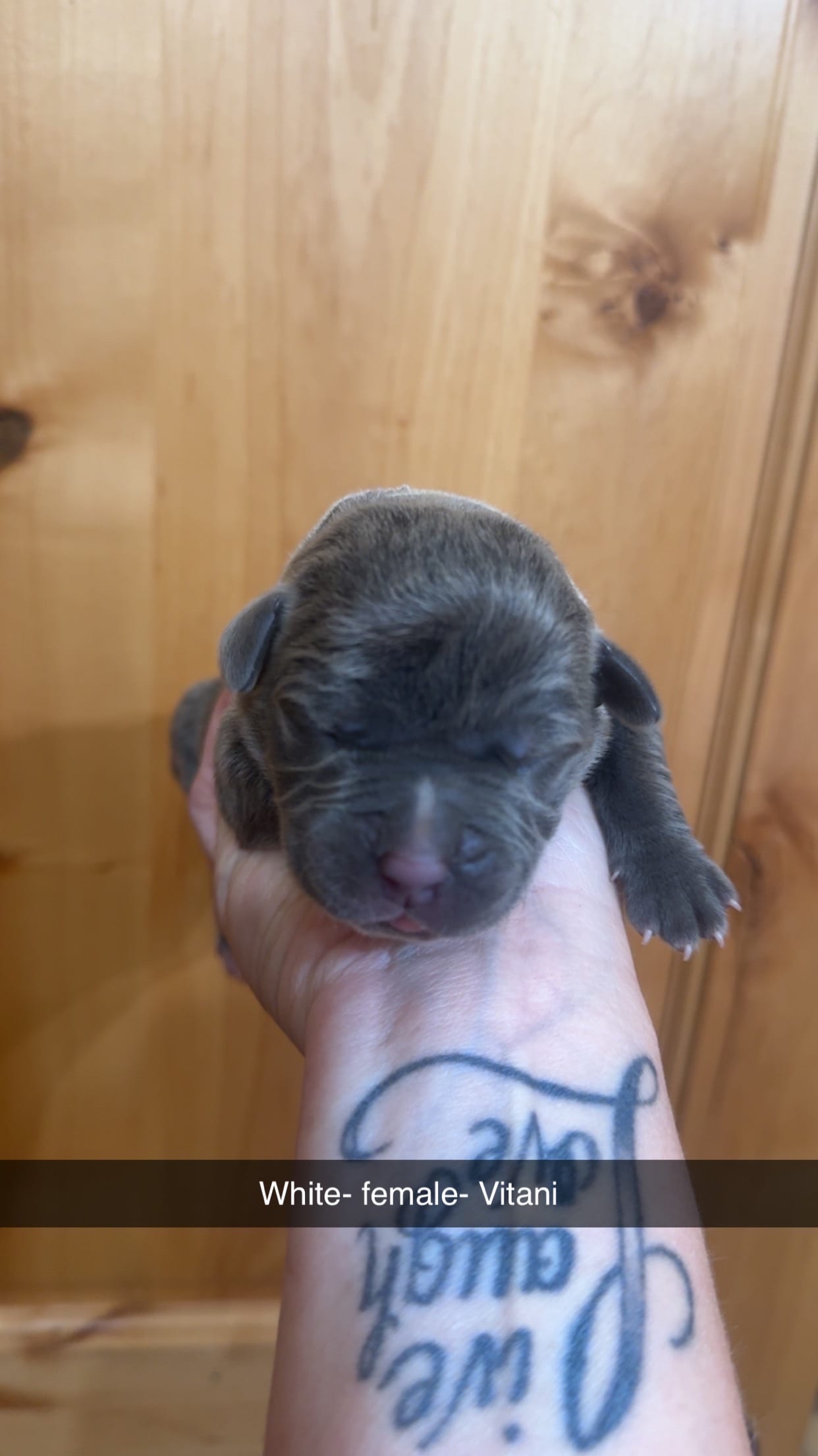 White collar - Vitani  – American Bully puppy for sale in Roy, WA