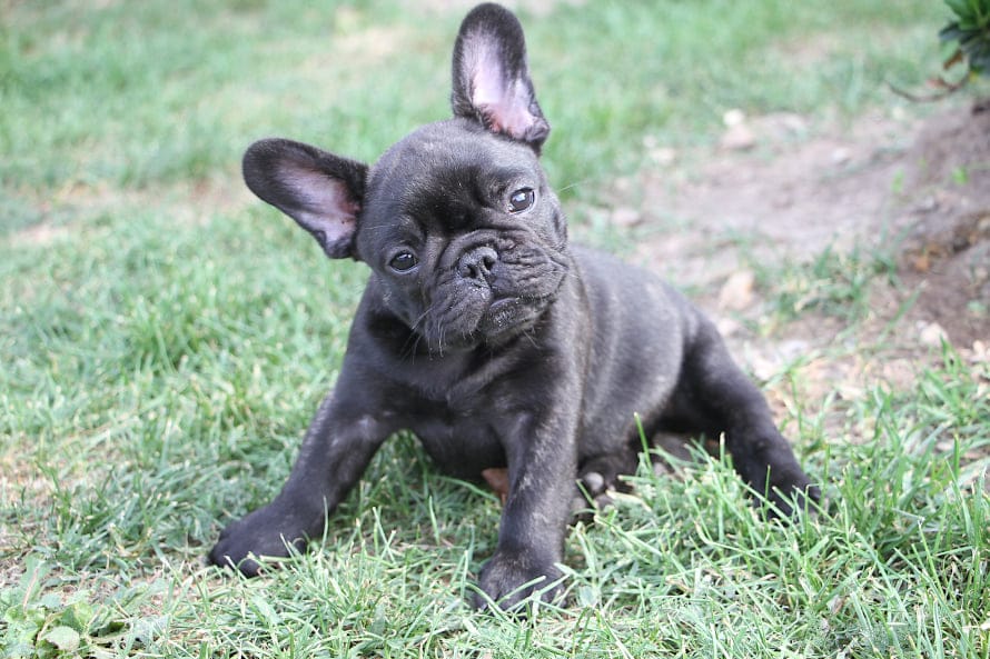 Maggie – French Bulldog puppy for sale in Crescent City, CA
