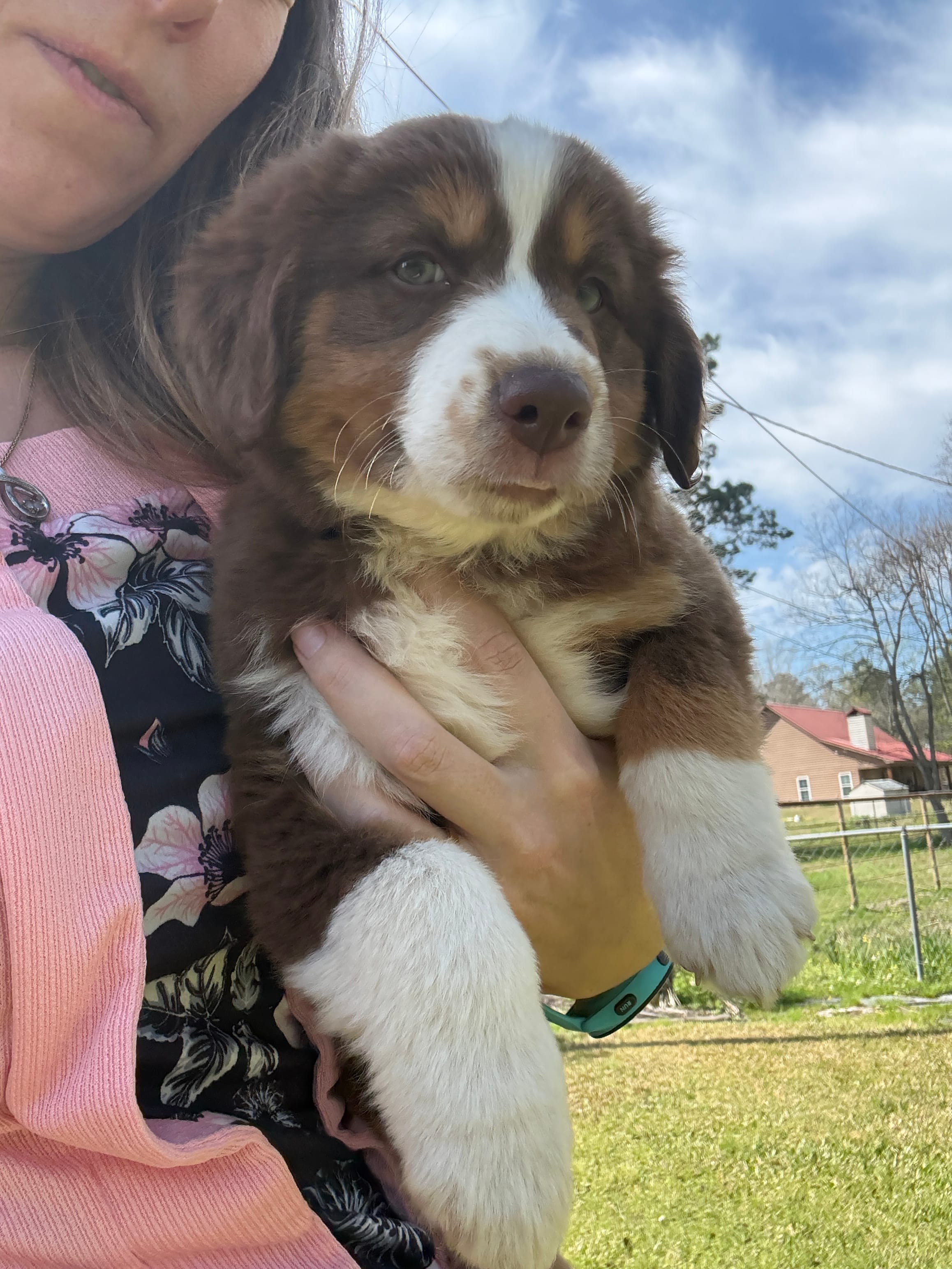 Elizabeth  – Australian Shepherd puppy for sale in Pineville, LA