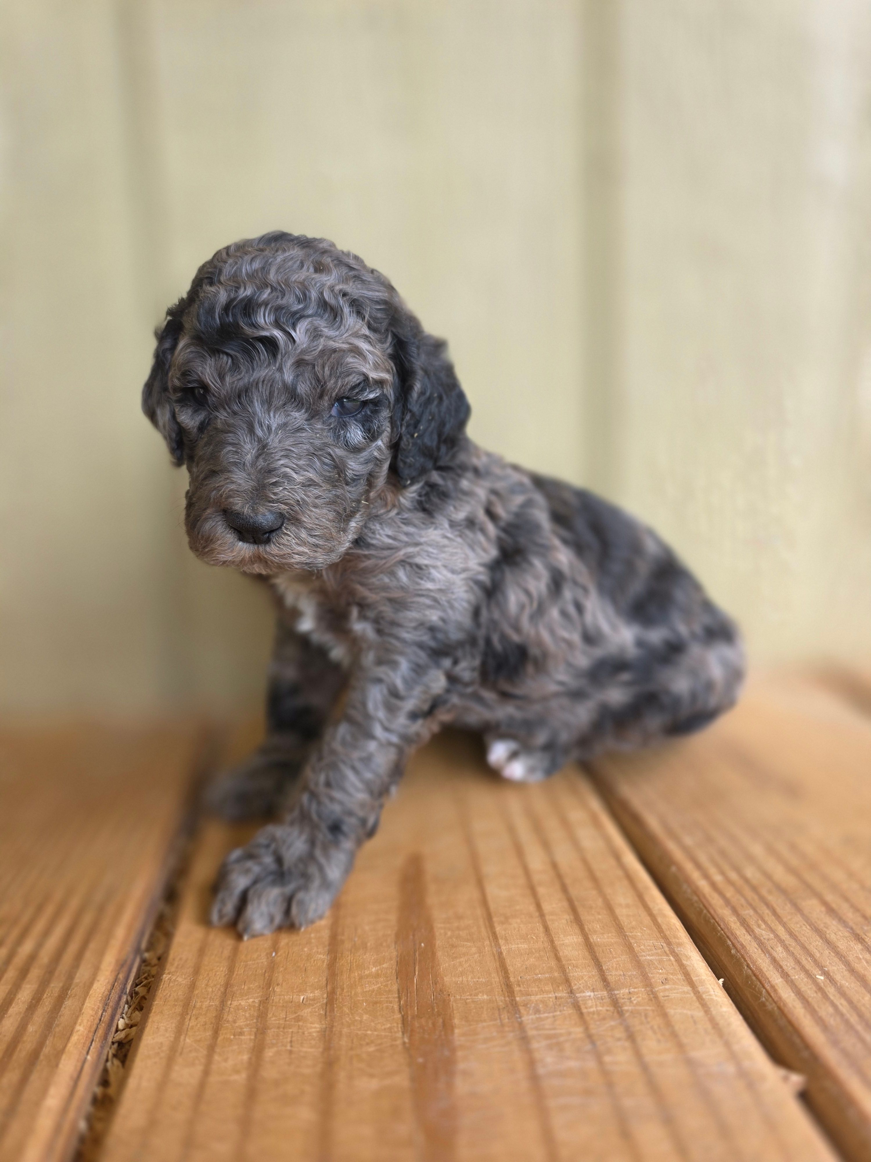 Gemma – Poodle - Standard  puppy for sale in Drakes Branch, VA
