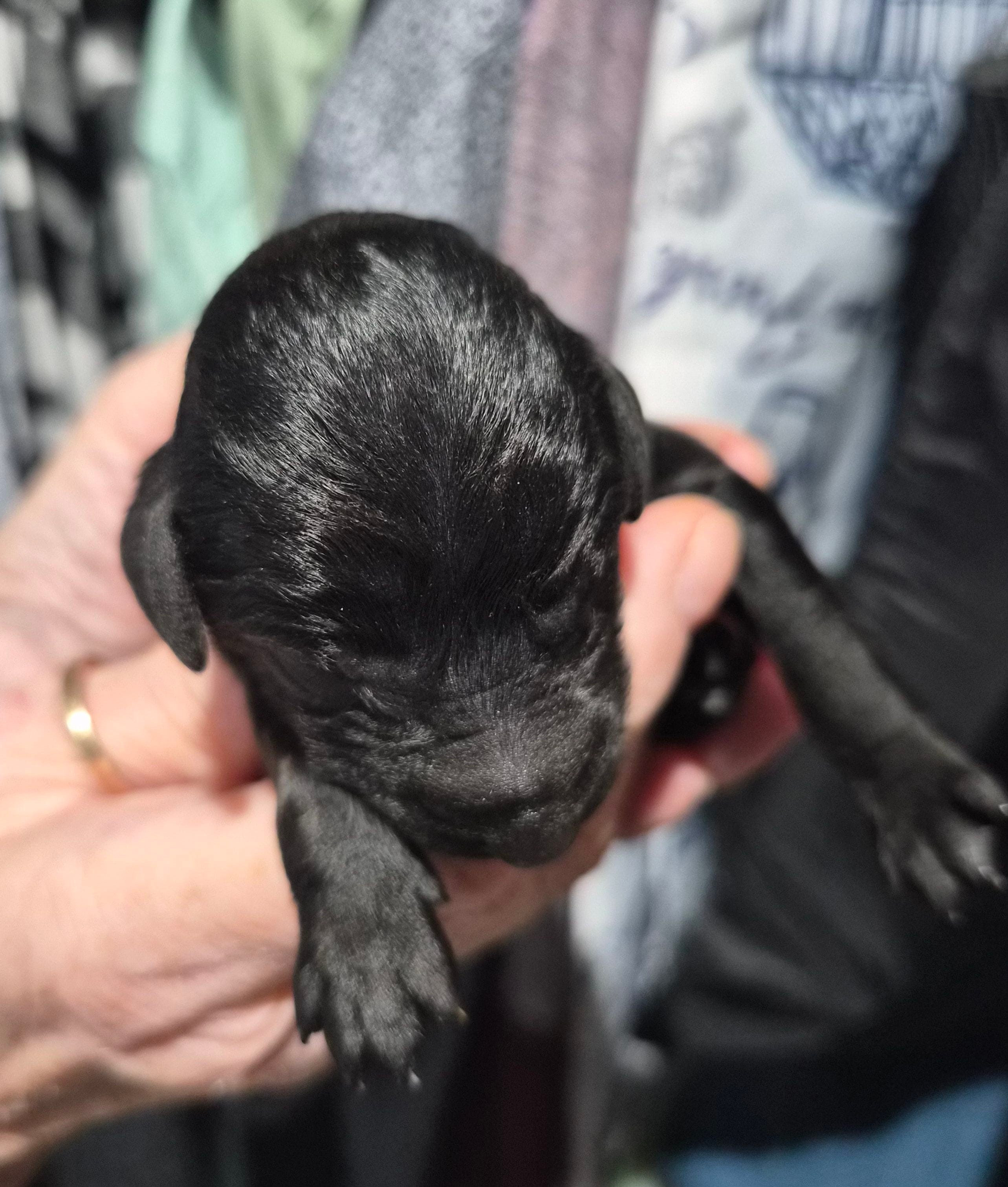Ellie F1B, a female Goldendoodle and Poodle - Standard  for sale in Scarbro, WV – 2 of 4
