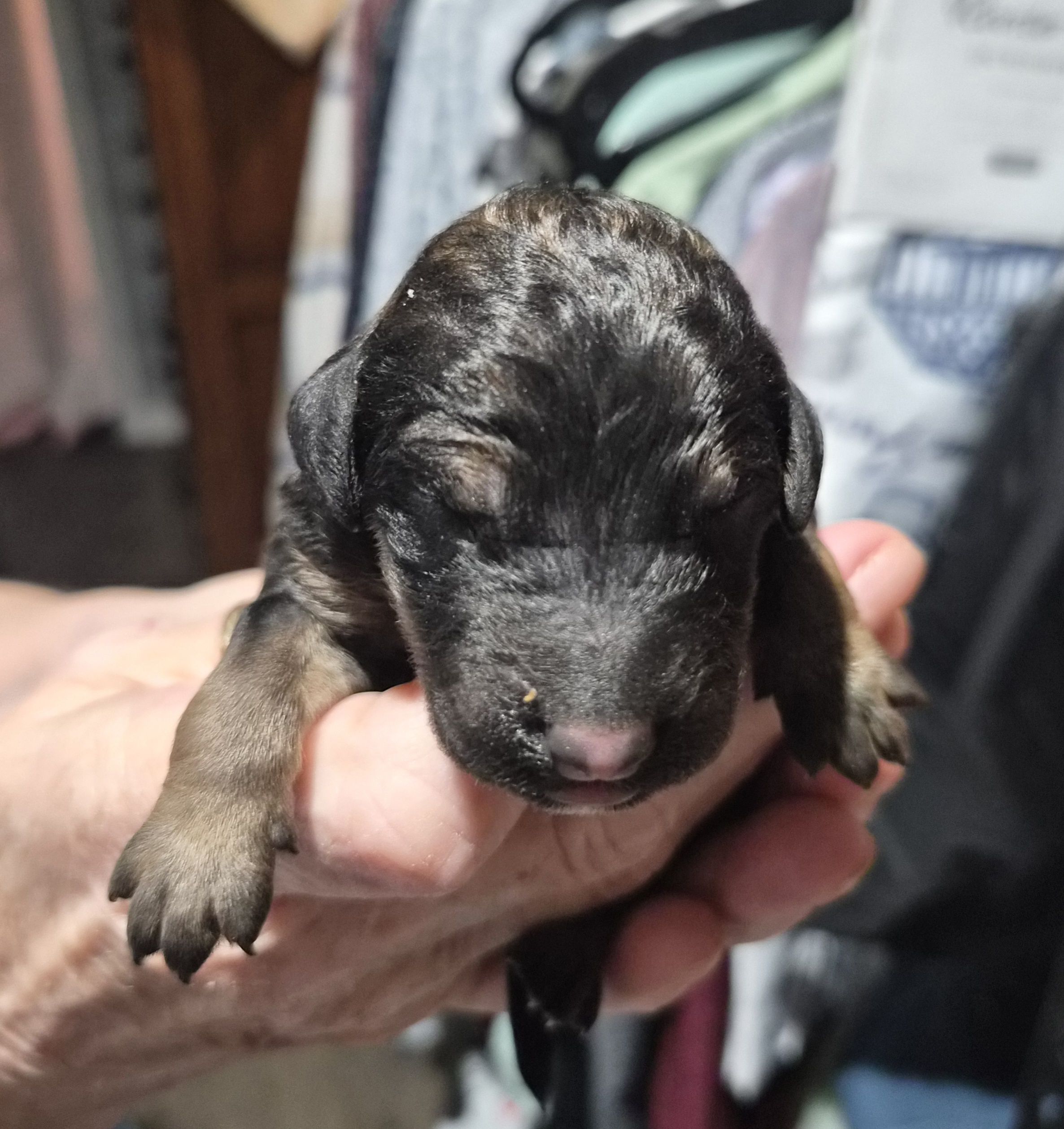 Eva F1B, a female Goldendoodle and Poodle - Standard  for sale in Scarbro, WV – 4 of 5