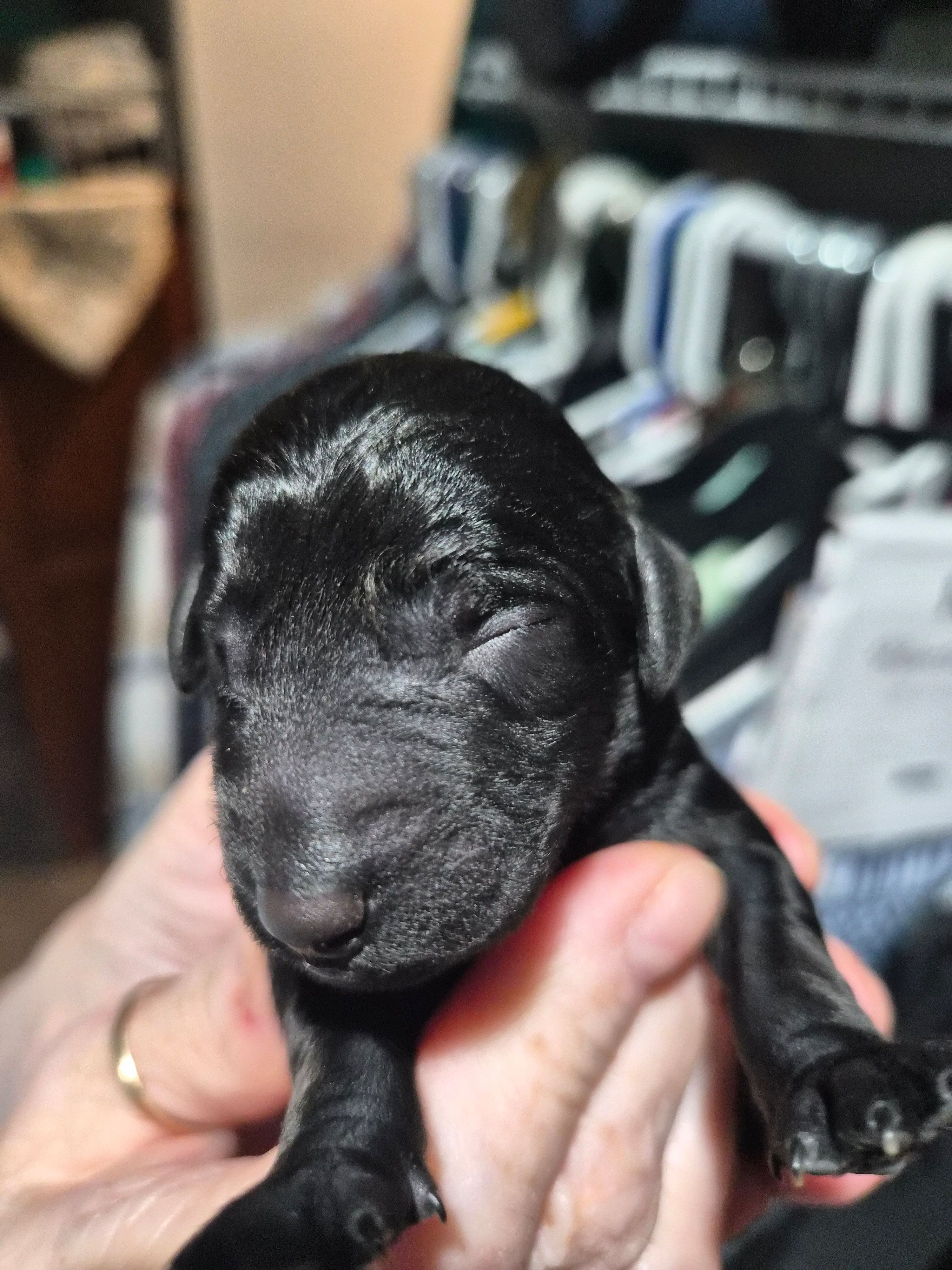 Ellie F1B, a female Goldendoodle and Poodle - Standard  for sale in Scarbro, WV – 4 of 4