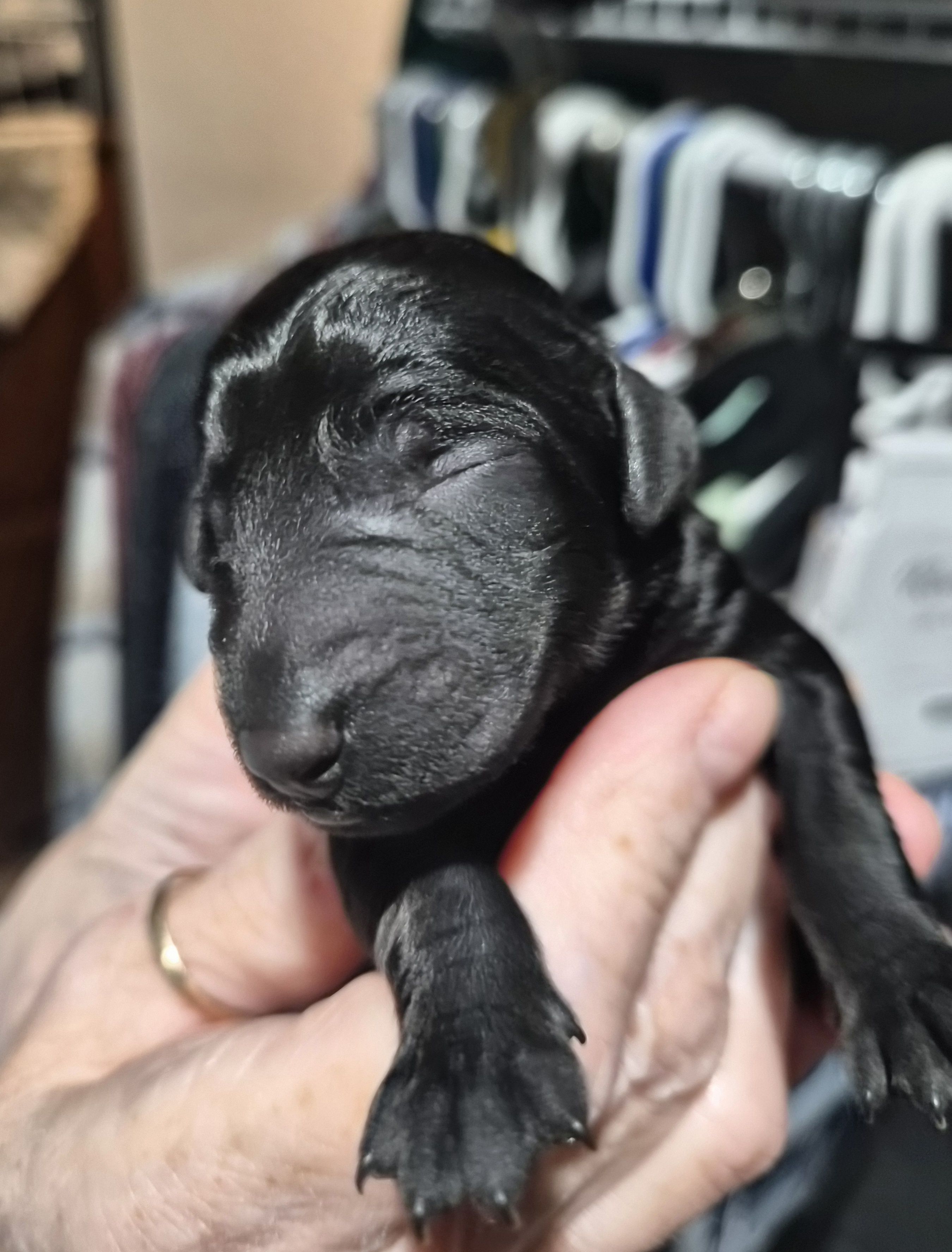 Ellie F1B, a female Goldendoodle and Poodle - Standard  for sale in Scarbro, WV – 3 of 4