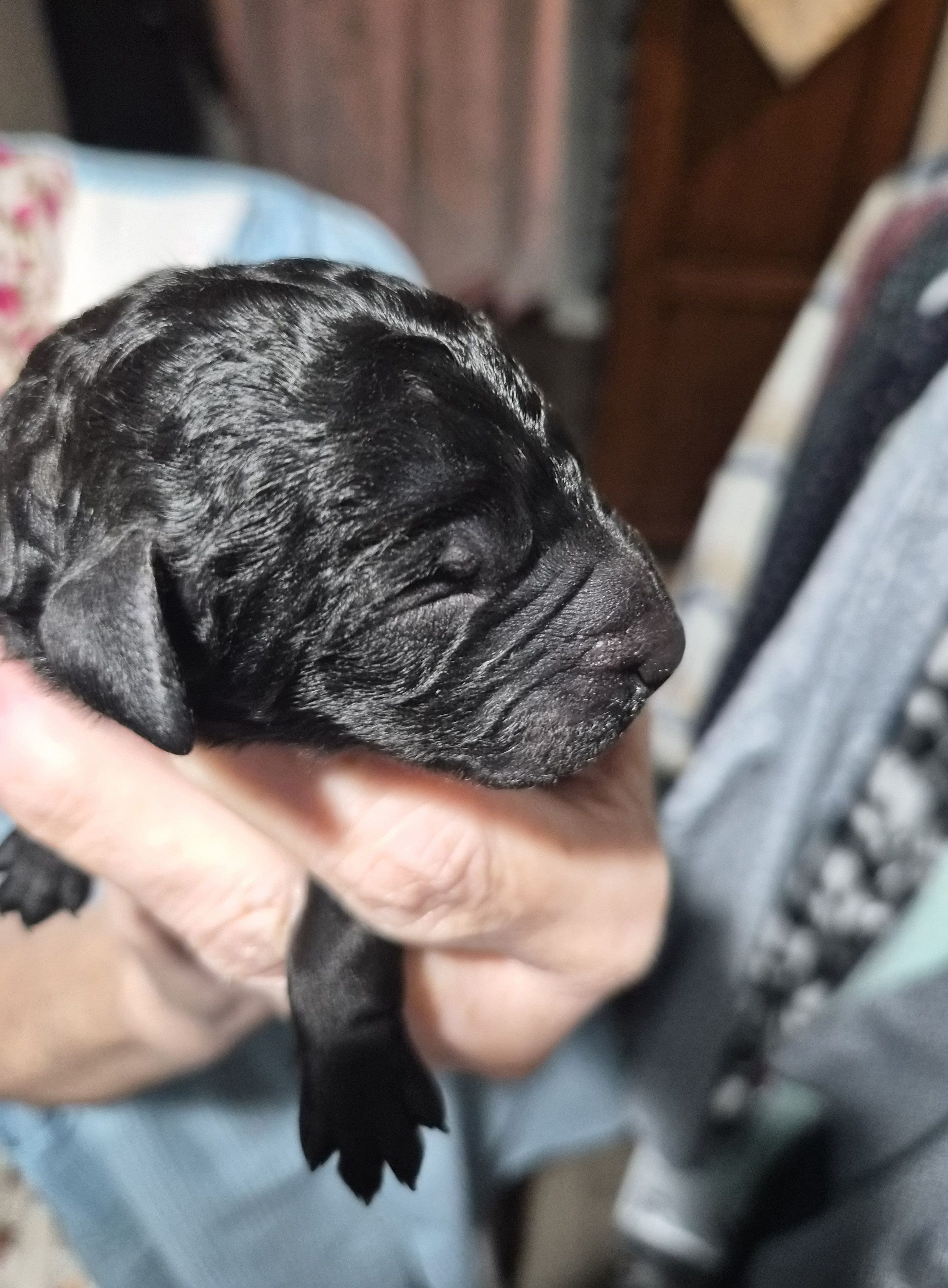 Wall-E F1B, a male Goldendoodle and Poodle - Standard  for sale in Scarbro, WV – 3 of 3