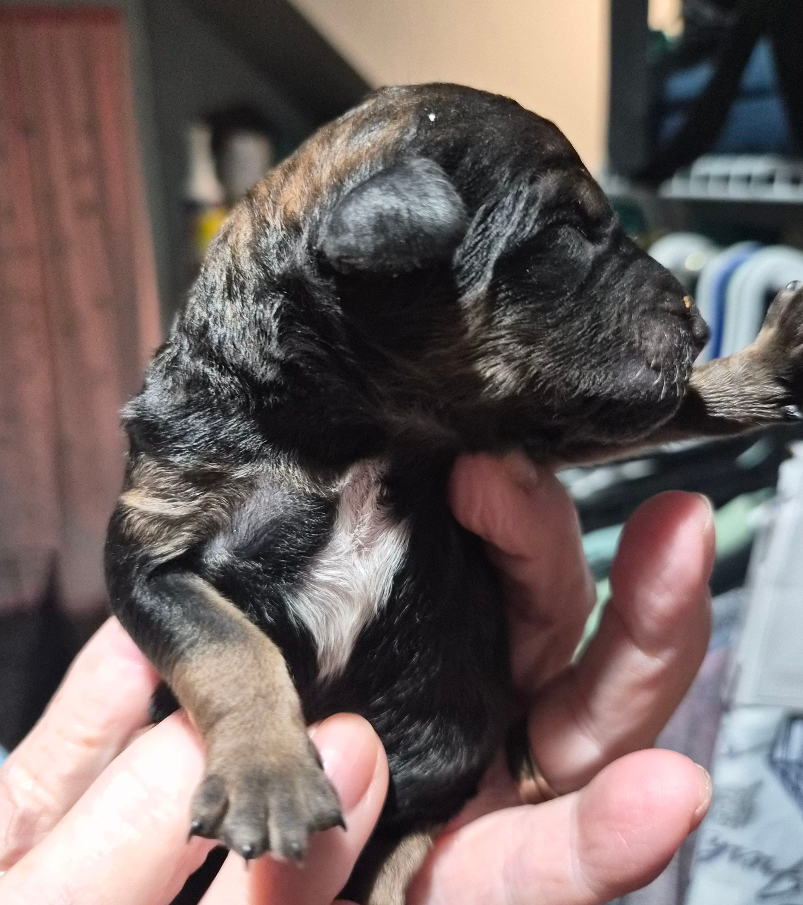 Eva F1B, a female Goldendoodle and Poodle - Standard  for sale in Scarbro, WV – 3 of 5