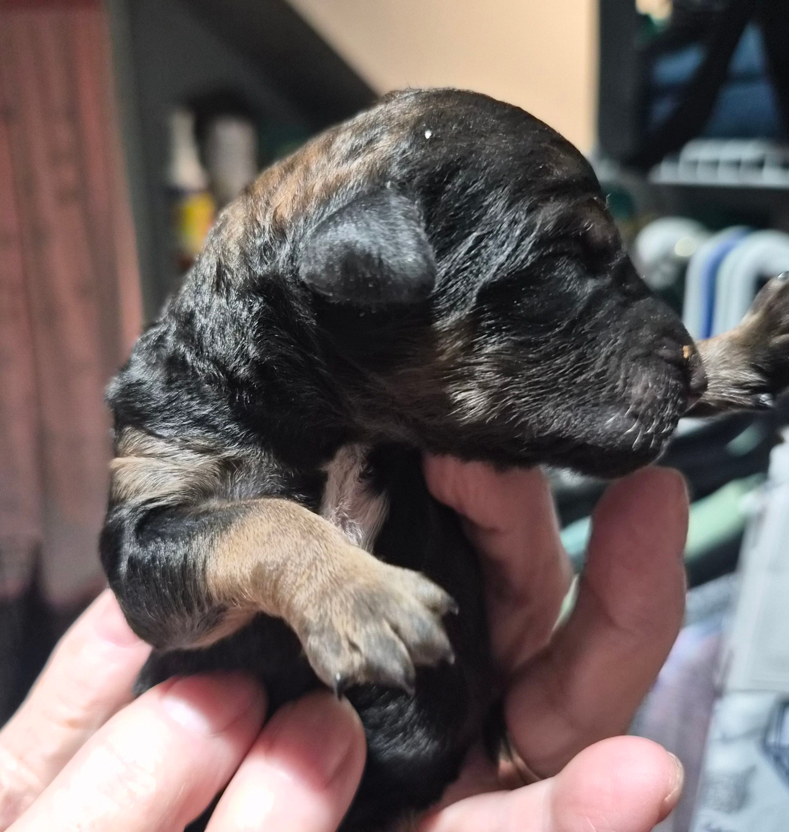 Eva F1B – Goldendoodle, Poodle - Standard  puppy for sale in Scarbro, WV