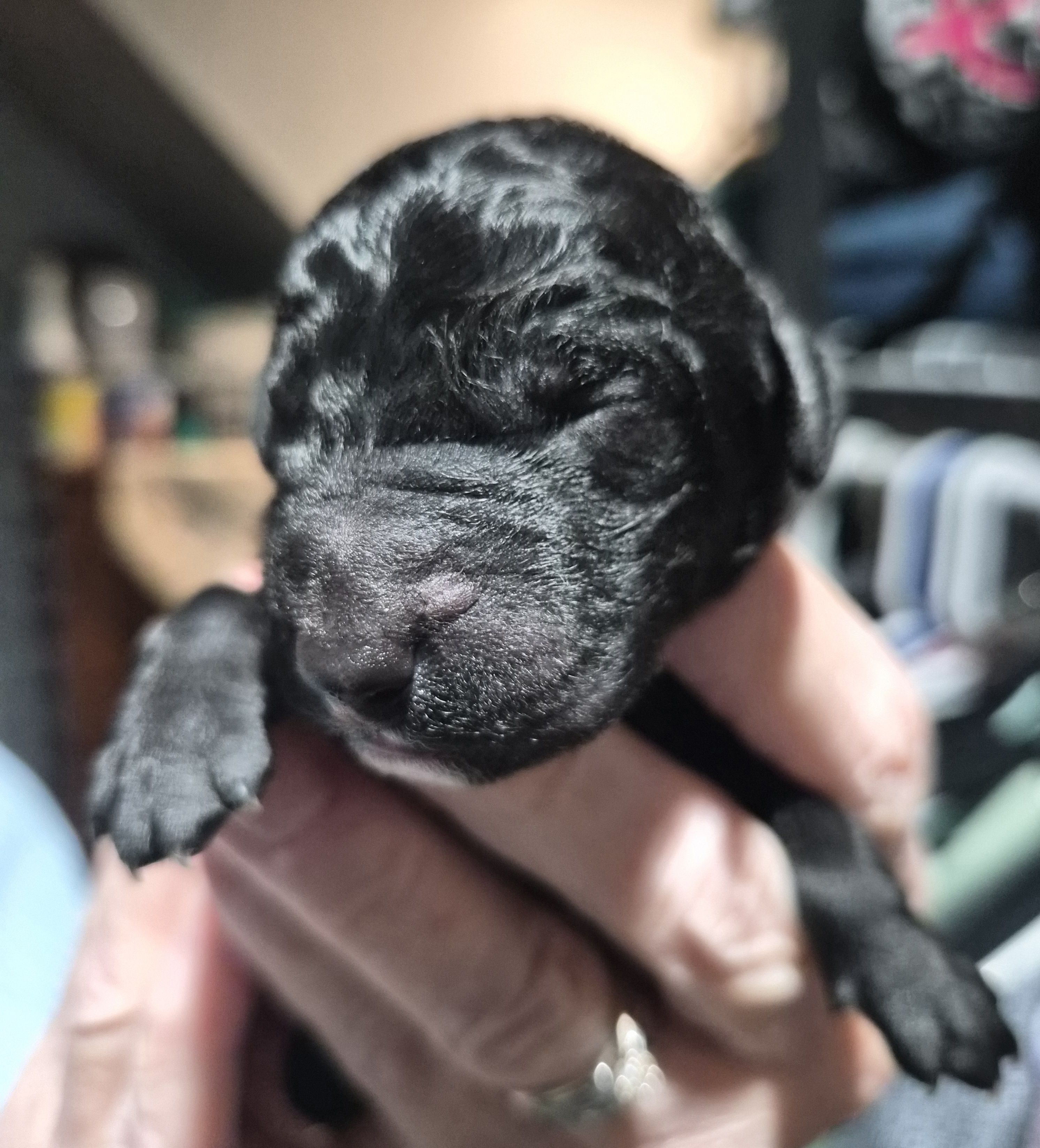 Wall-E F1B – Goldendoodle, Poodle - Standard  puppy for sale in Scarbro, WV