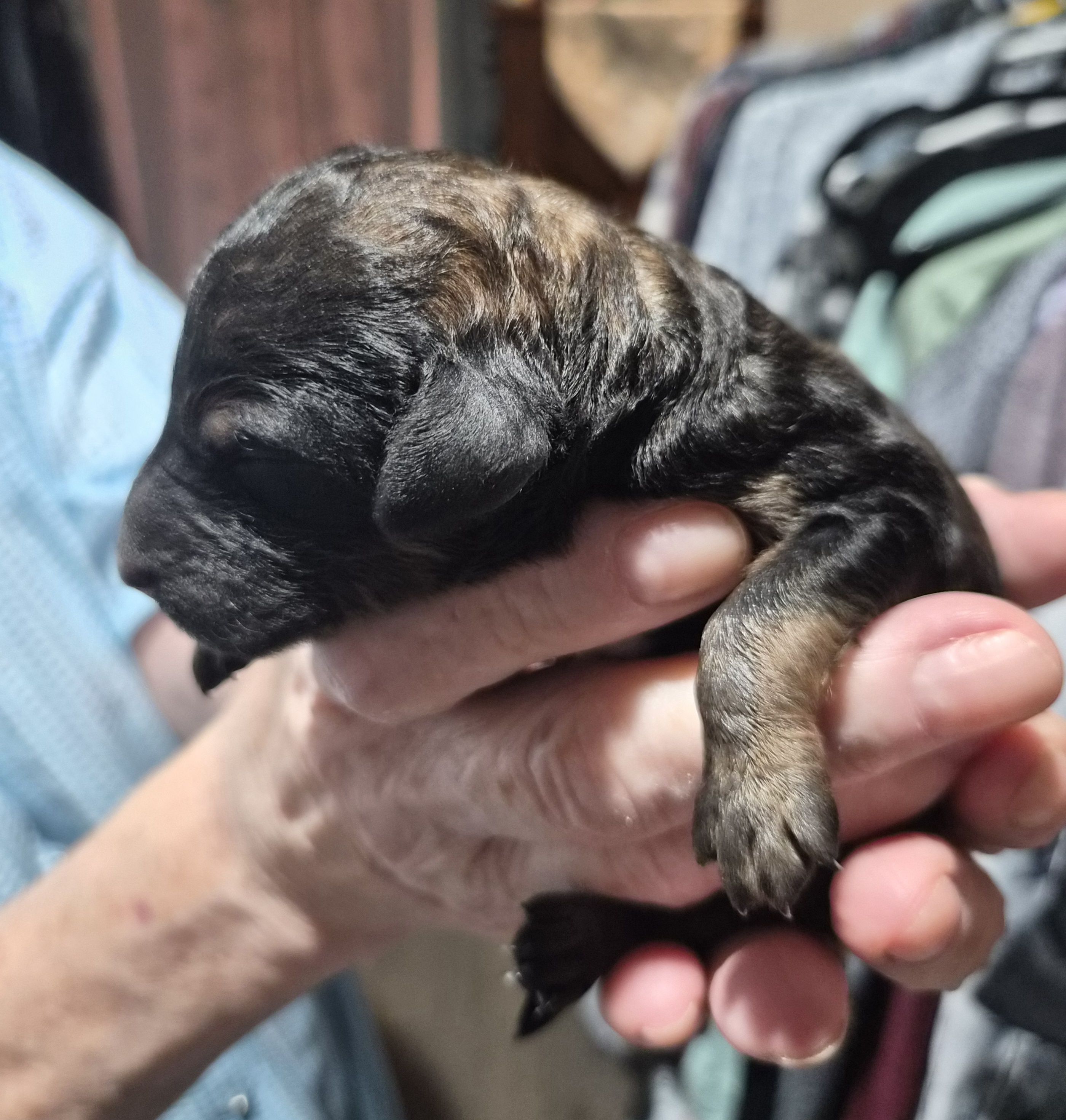 Eva F1B, a female Goldendoodle and Poodle - Standard  for sale in Scarbro, WV – 2 of 5
