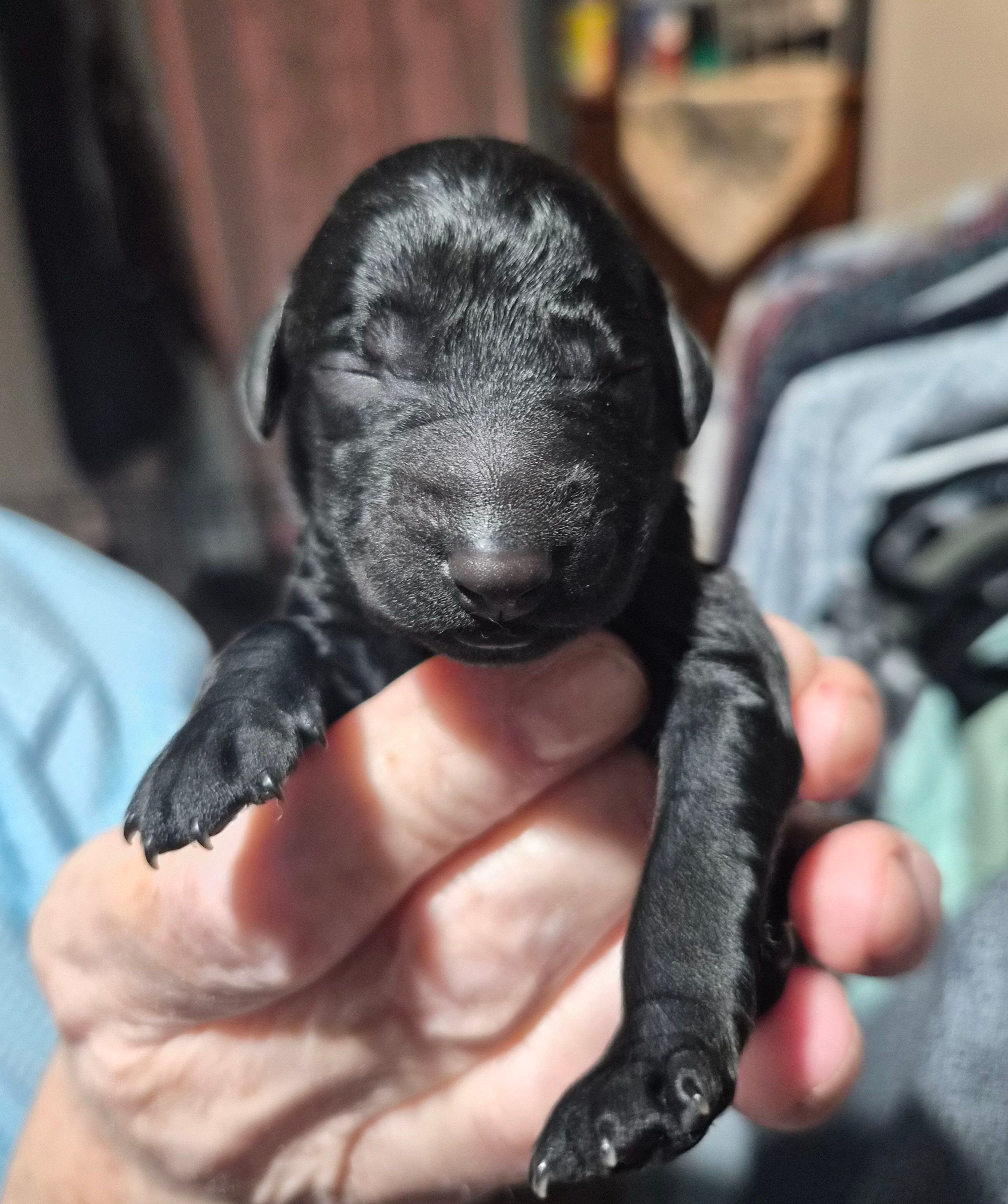 Ellie F1B – Goldendoodle, Poodle - Standard  puppy for sale in Scarbro, WV