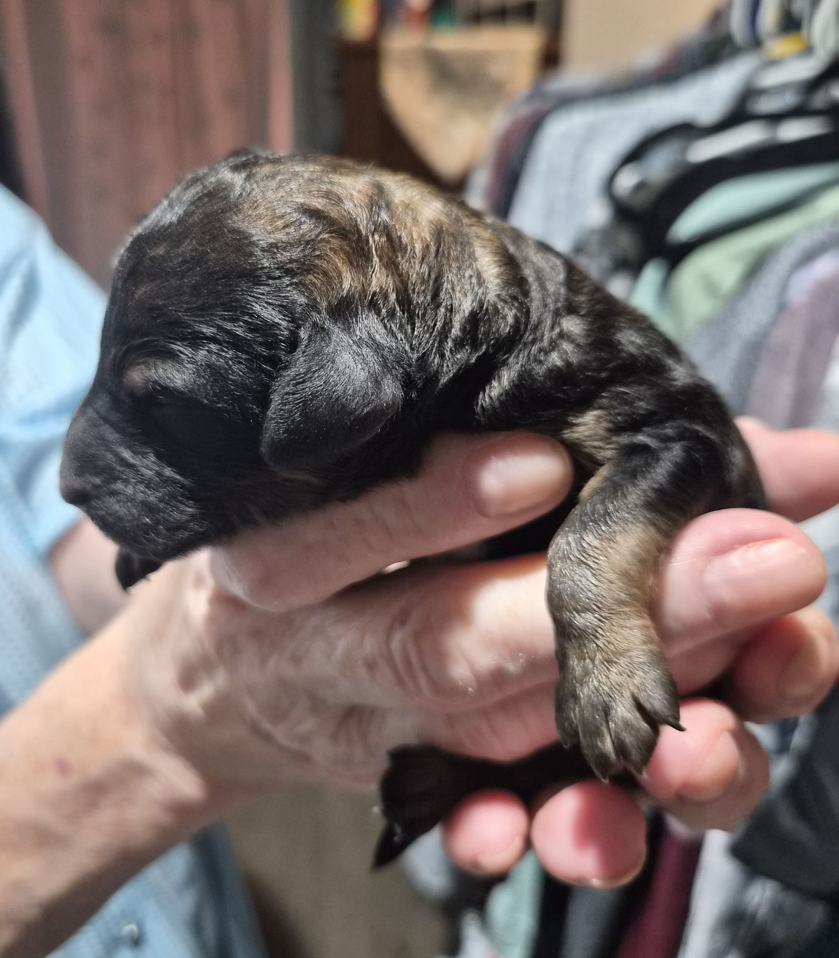 Eva F1B, a female Goldendoodle and Poodle - Standard  for sale in Scarbro, WV – 5 of 5