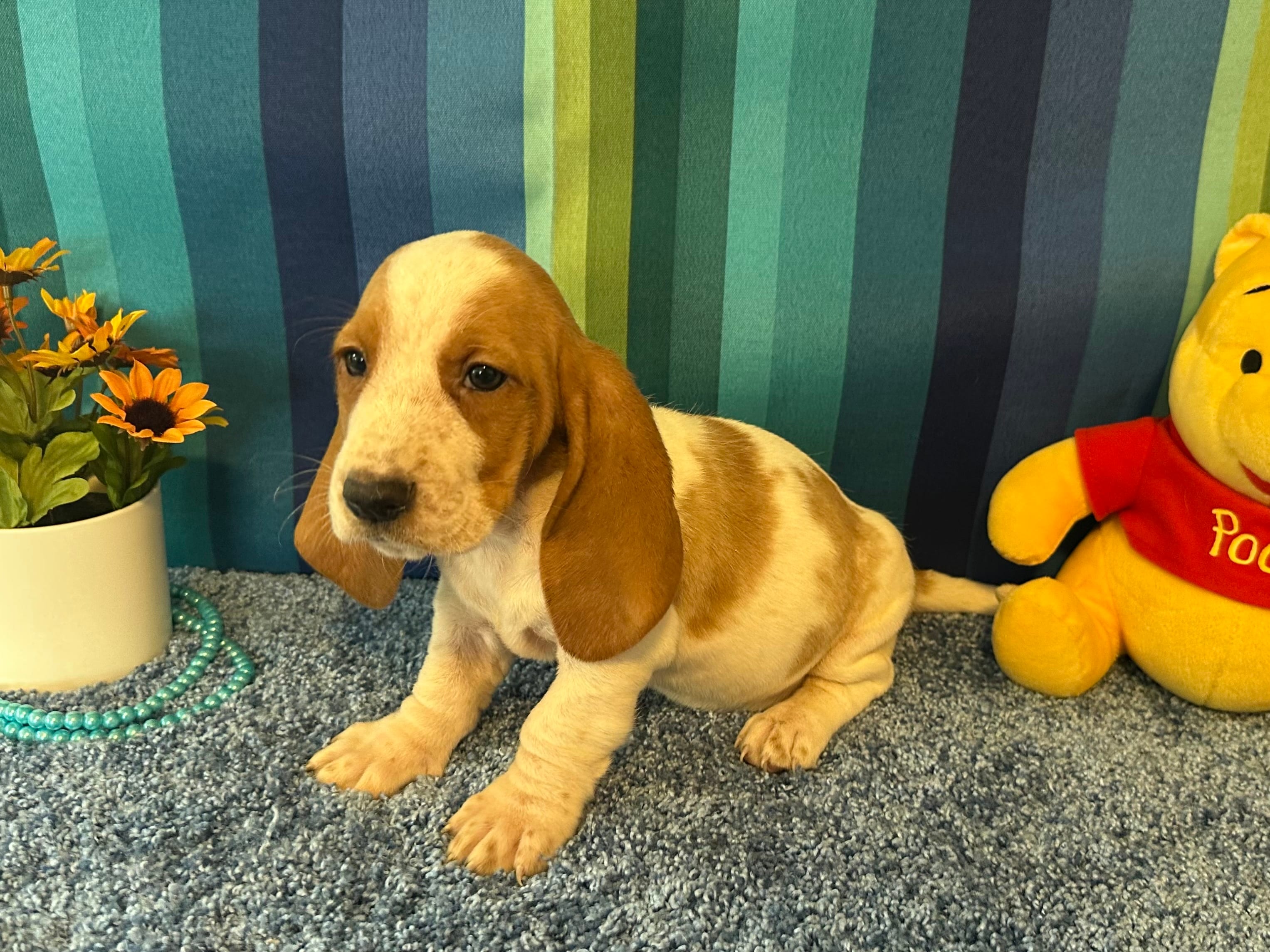 Lulu  – Basset Hound puppy for sale in Subiaco, AR