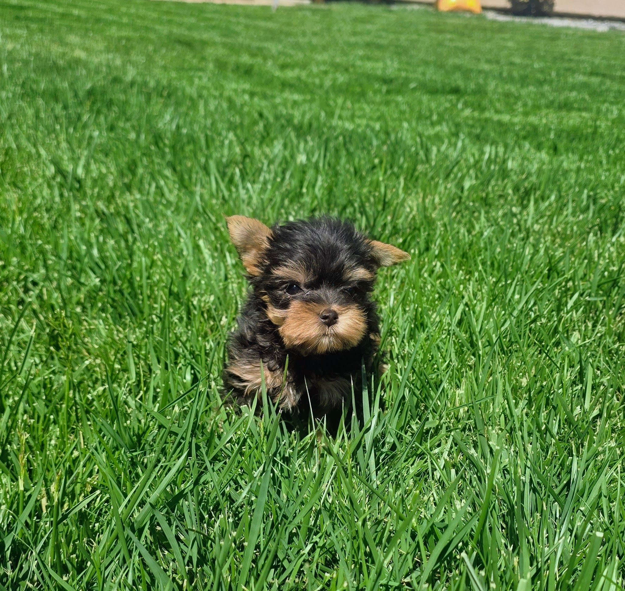 Tiger – Yorkshire Terrier puppy for sale in Lindsay, CA