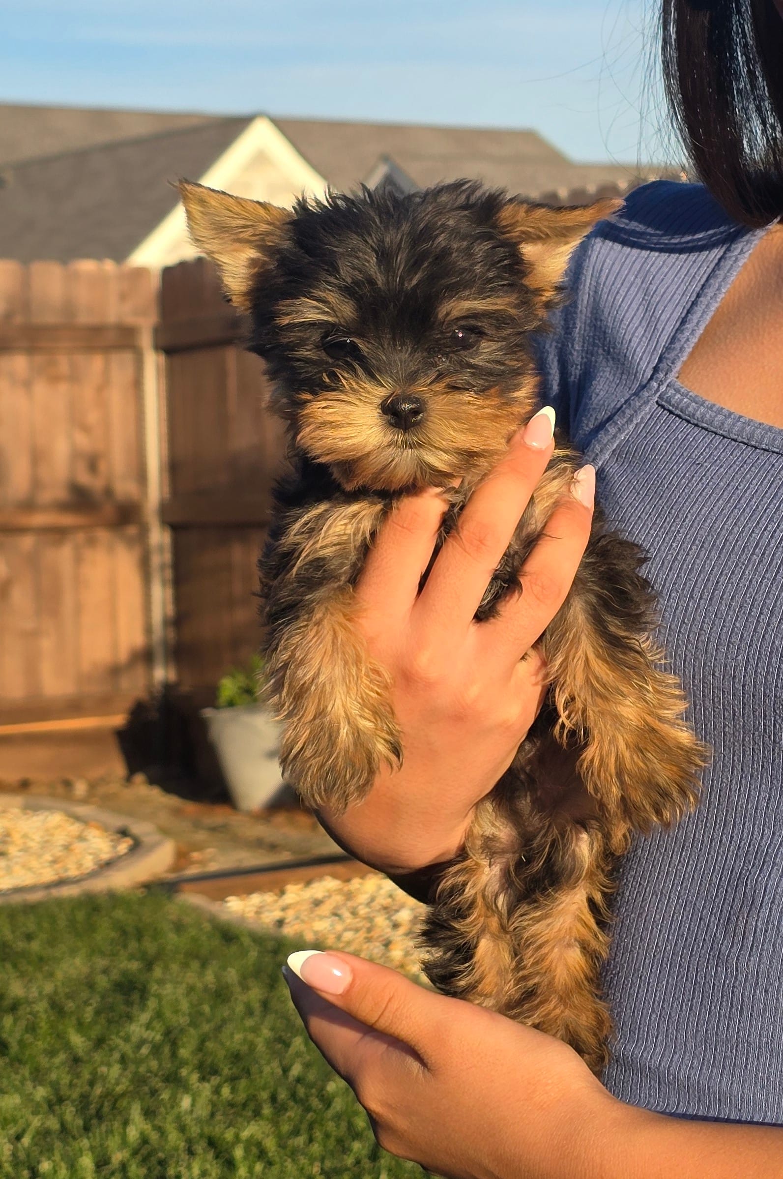 Tiger – Yorkshire Terrier puppy for sale in Lindsay, CA