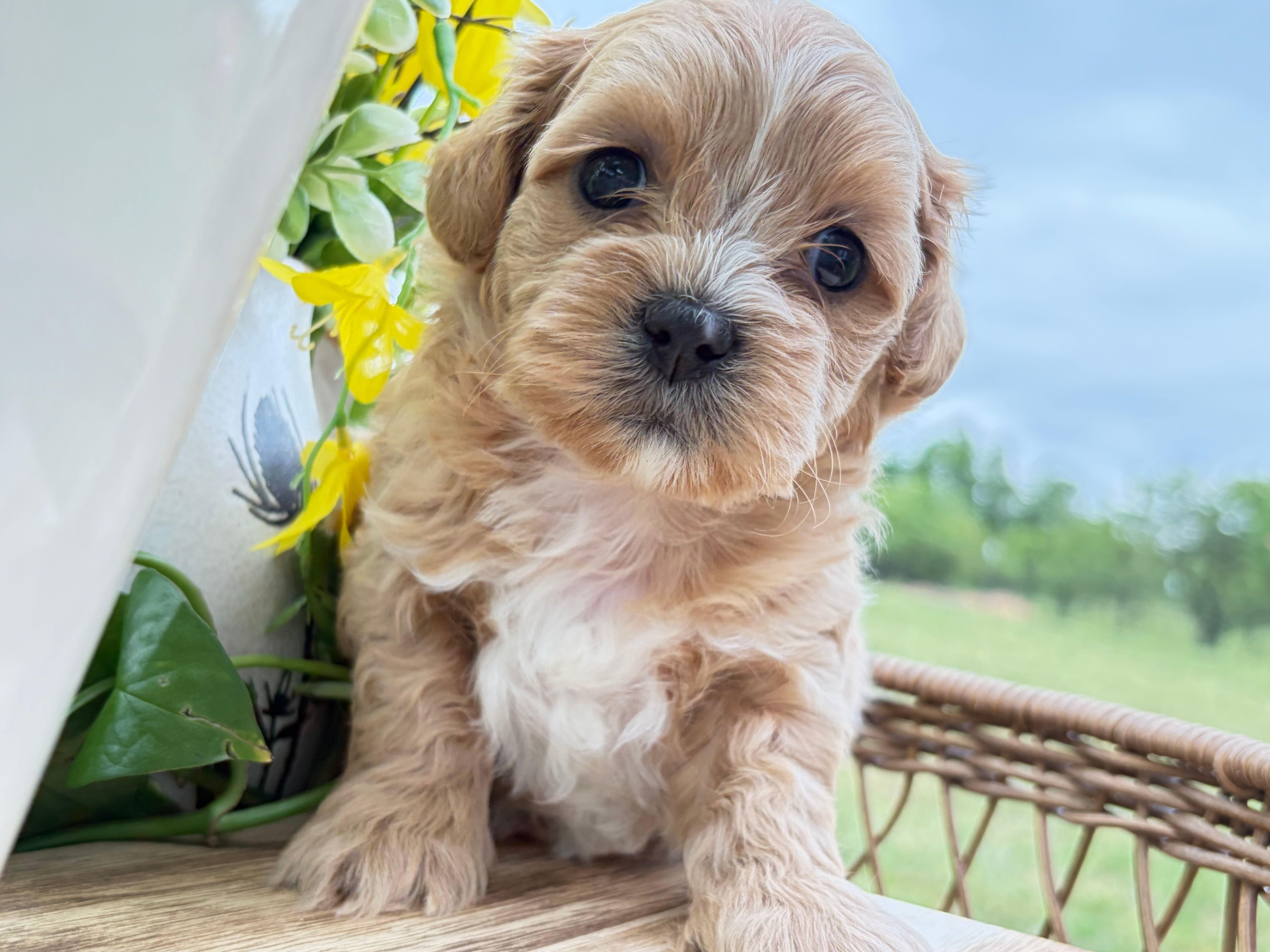 Benny – Shihpoo puppy for sale in Alma, AR