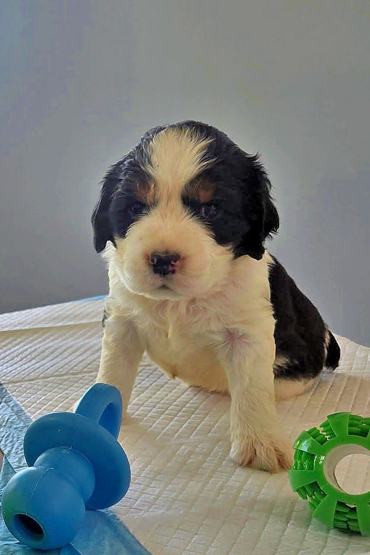Leonard – English Springer Spaniel puppy for sale in Newcastle, CA