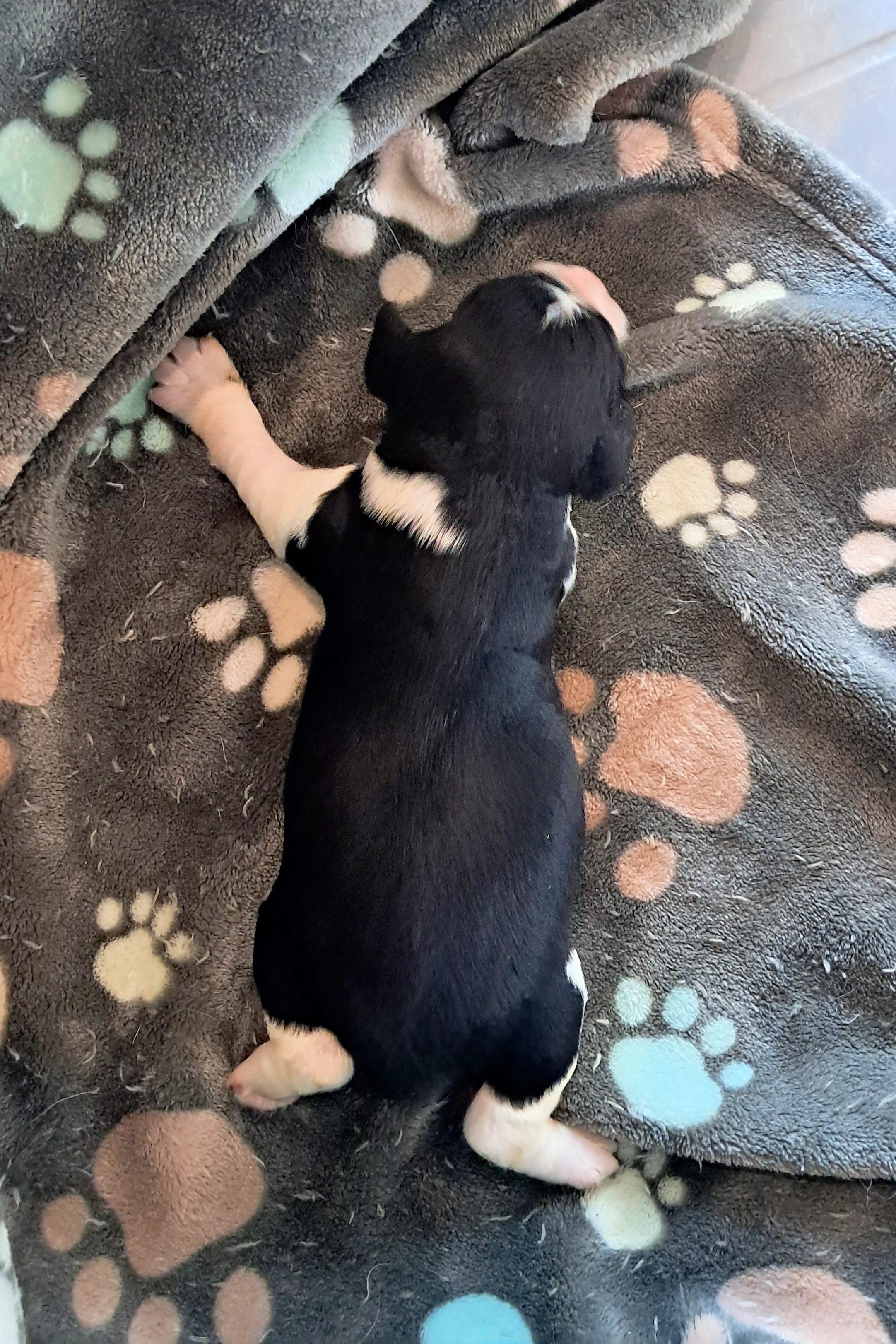 Girl 4 – English Springer Spaniel puppy for sale in Newcastle, CA