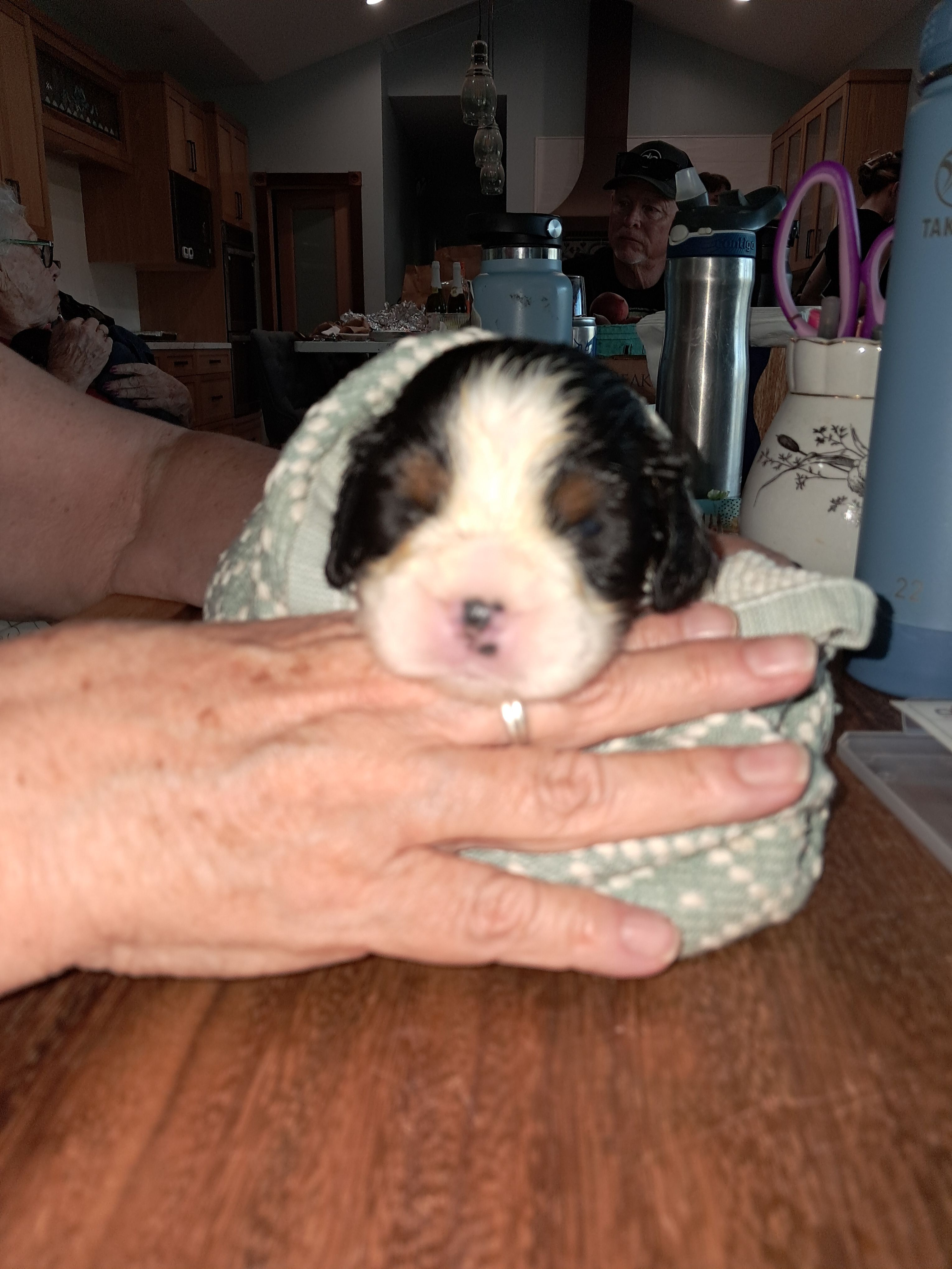 Leonard – English Springer Spaniel puppy for sale in Newcastle, CA