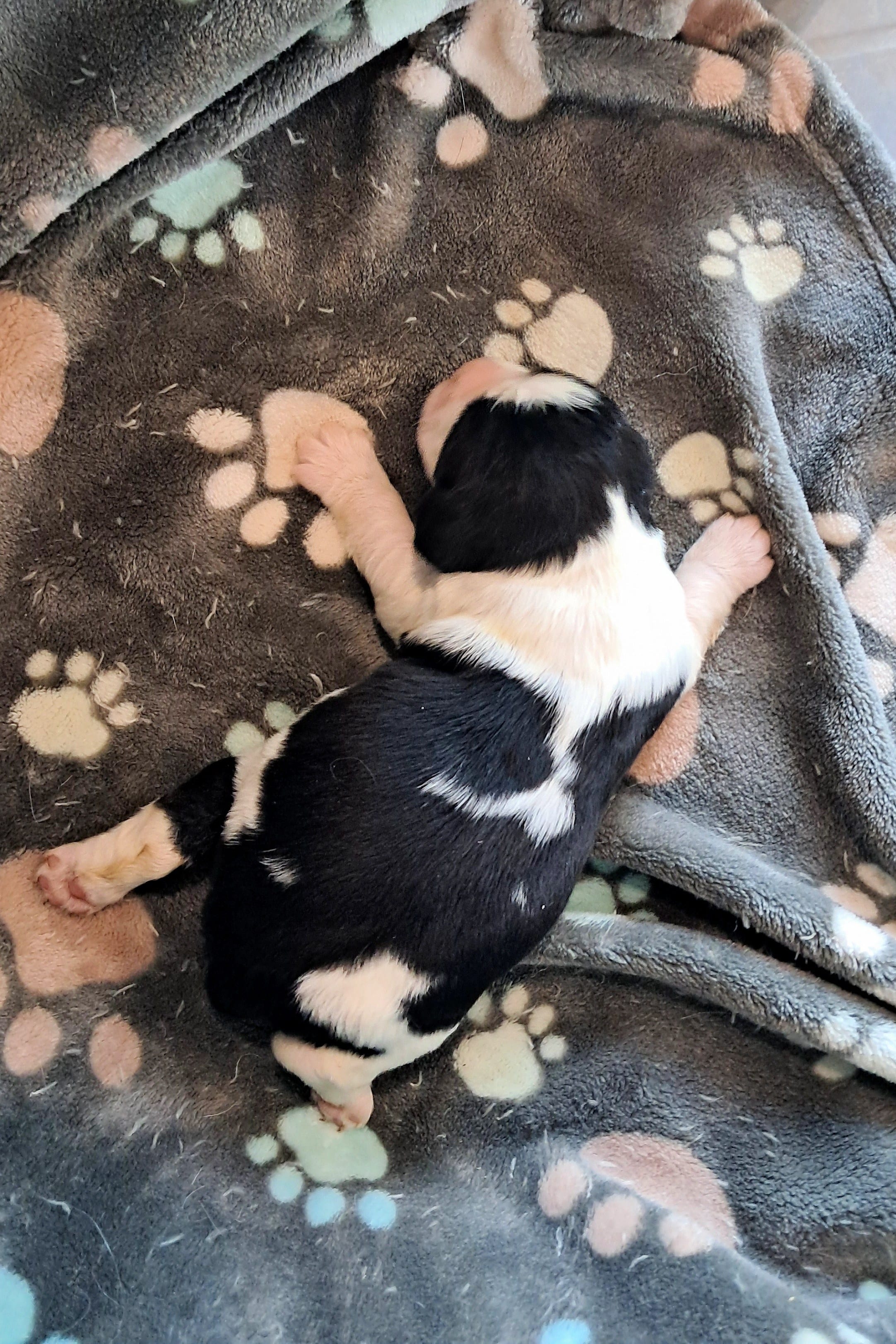 Girl 3 – English Springer Spaniel puppy for sale in Newcastle, CA