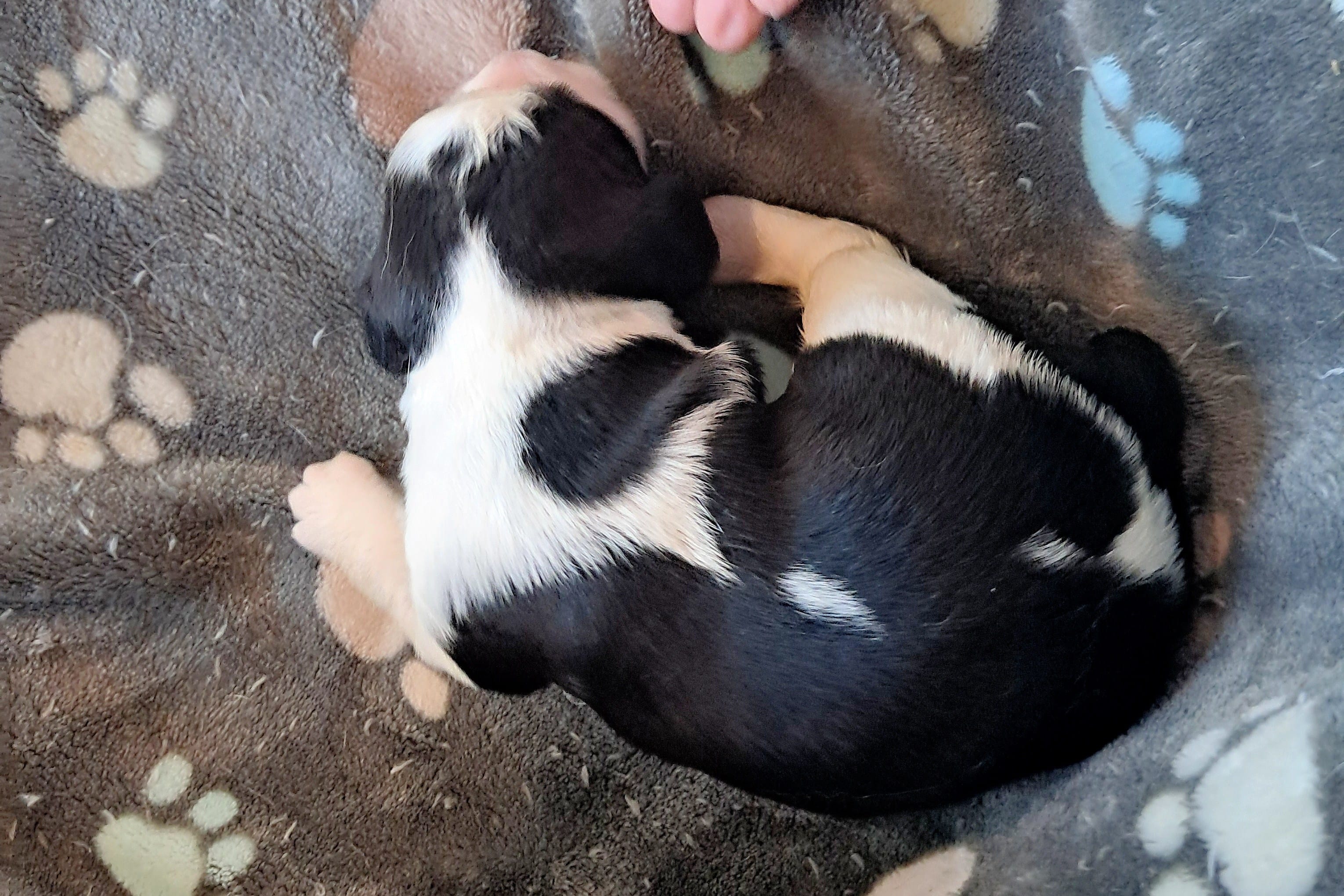 Girl 1 – English Springer Spaniel puppy for sale in Newcastle, CA