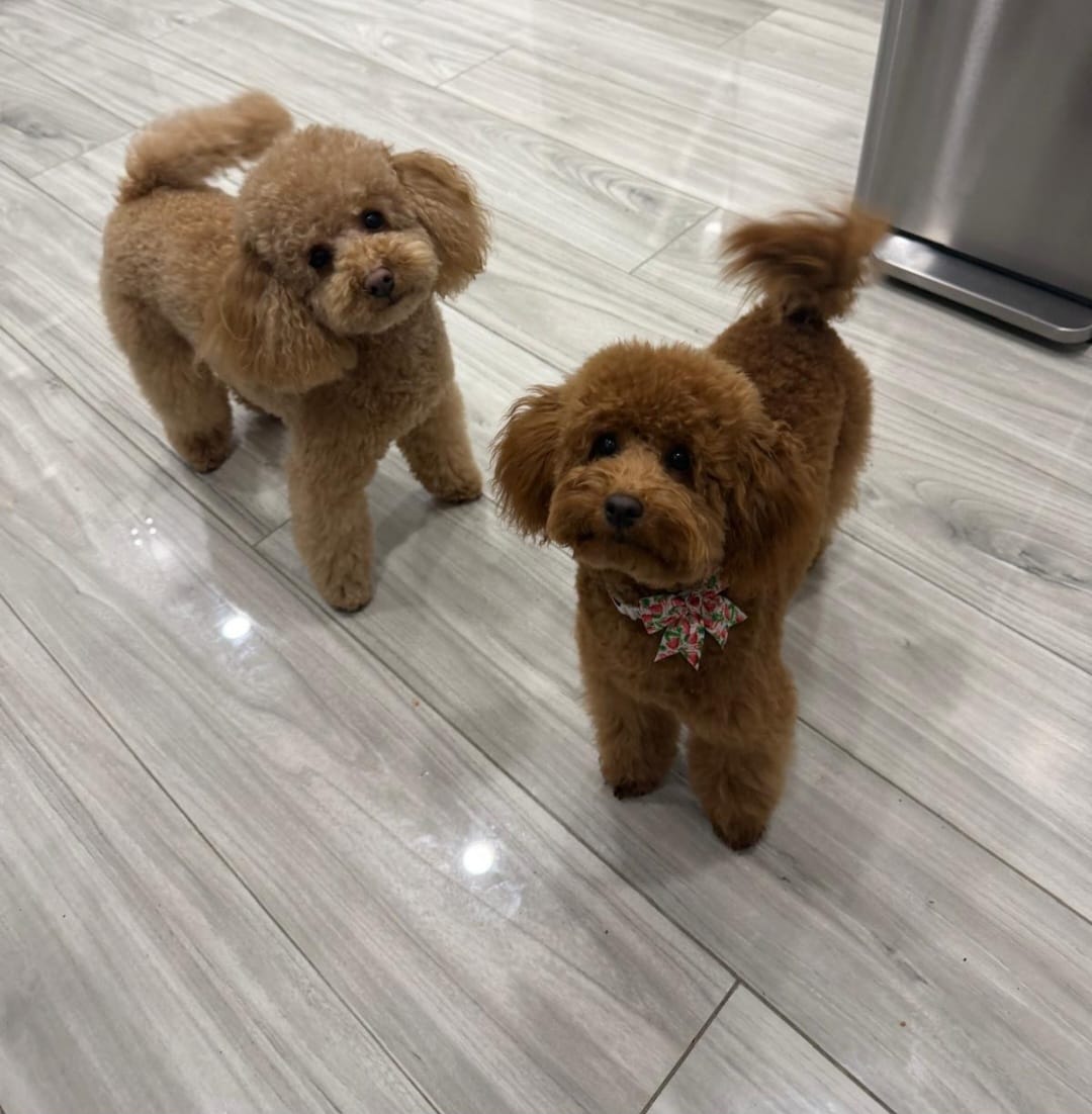 Toy poodle – Poodle - Toy  puppy for sale in Staten Island, NY
