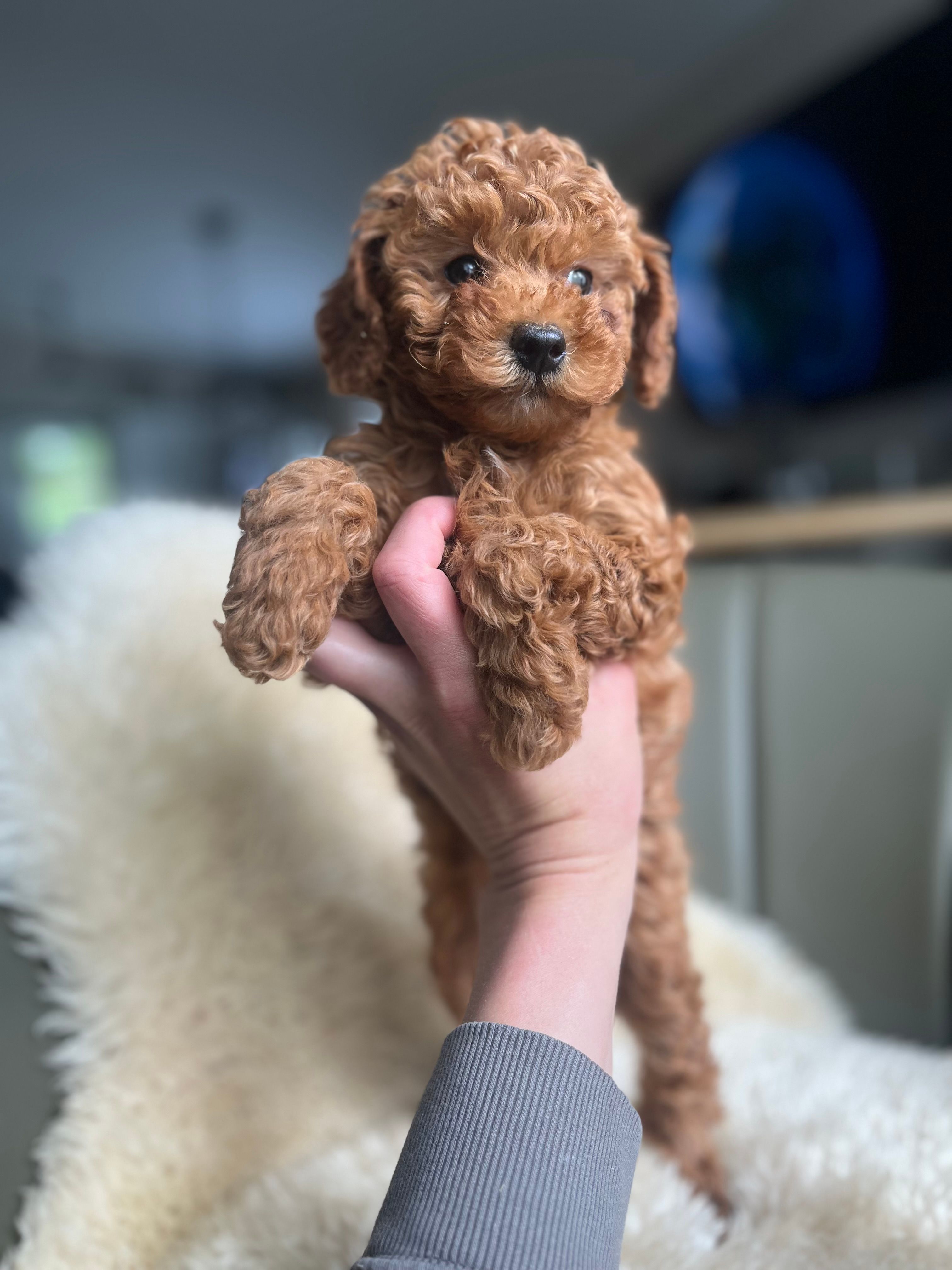 Sully – Poodle - Miniature  puppy for sale in Barrington, IL